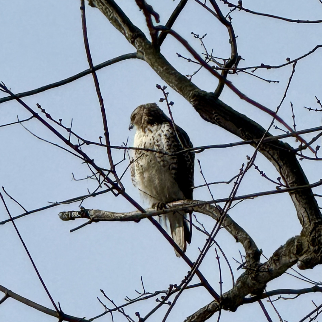 February 14, 2026: The Great Backyard Bird Count