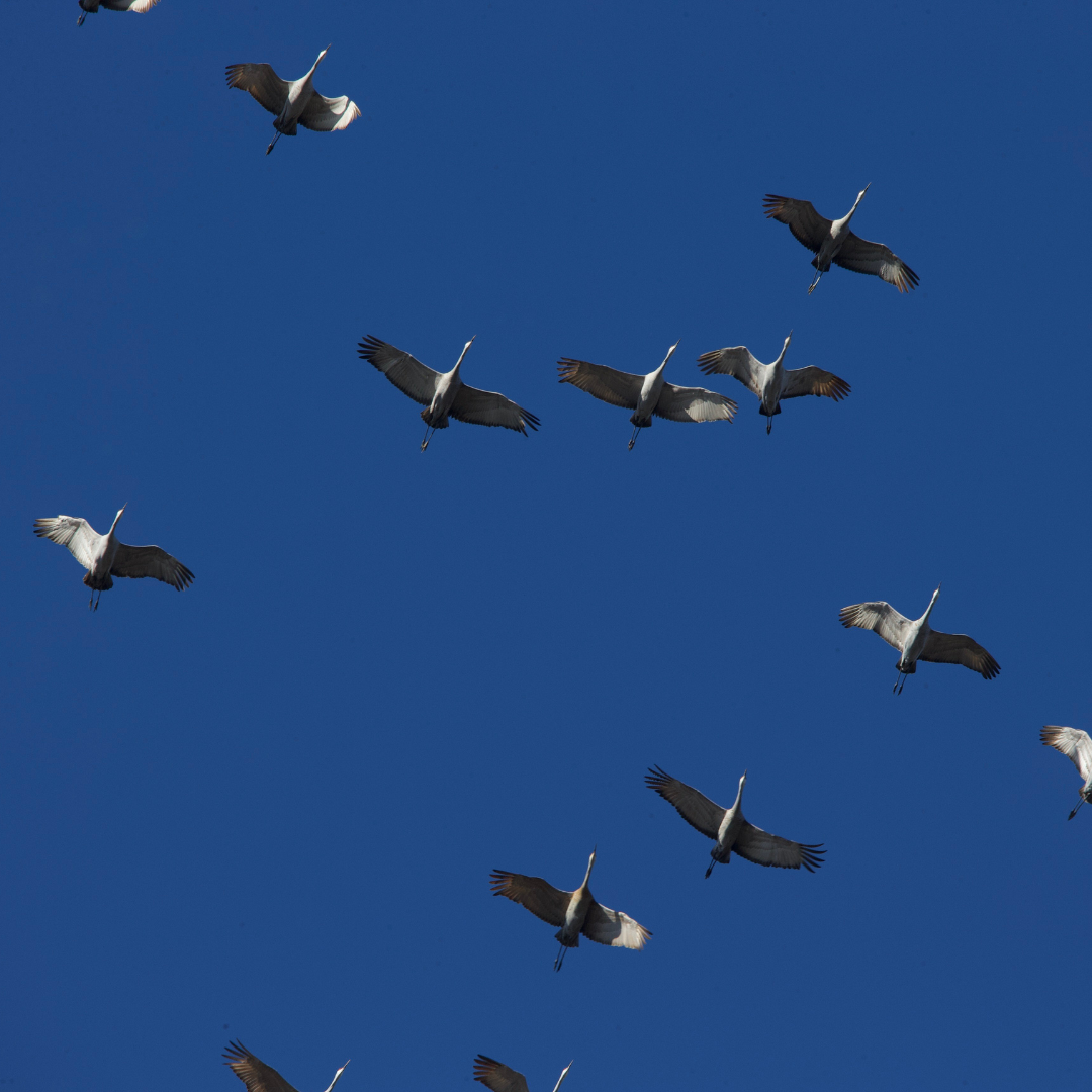 March 8, 2026: Mindfulness + Birding - Intimacy with Place