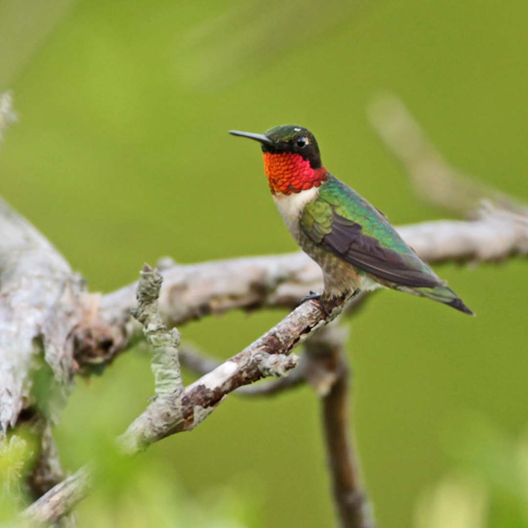 Mindfulness + Birding: Centering