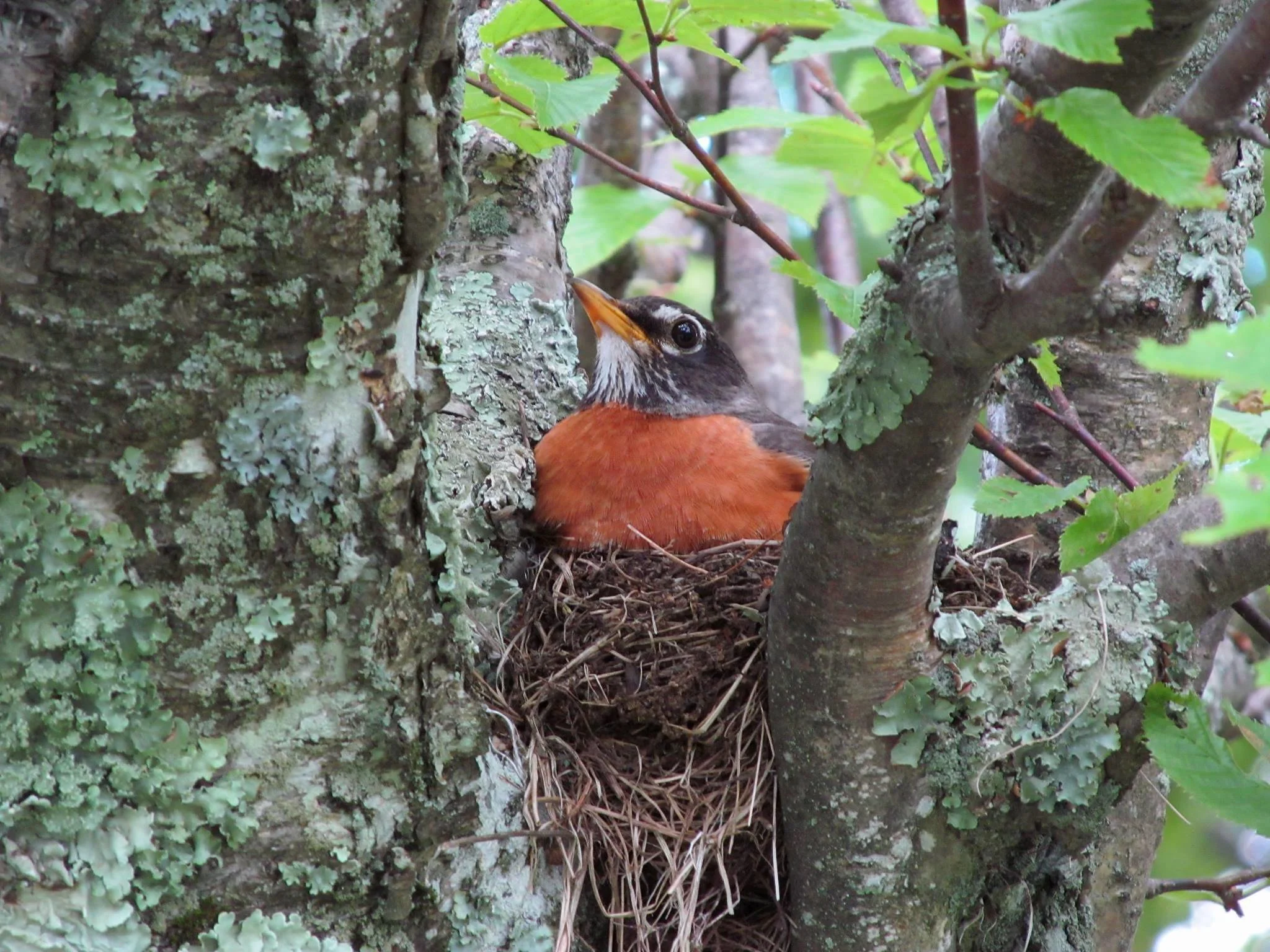 Beginning Birding: The Nesting Birds of Kleinstuck