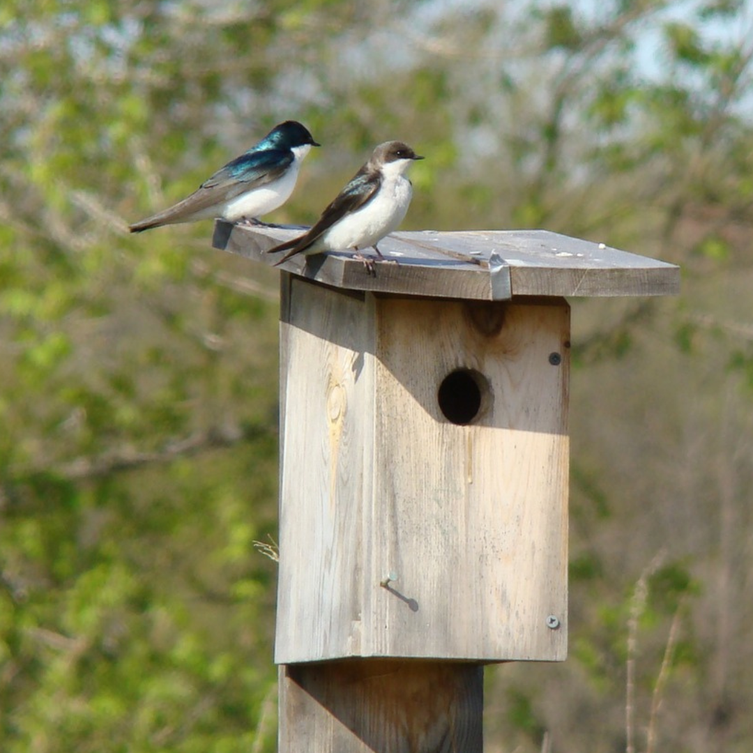 Brooks Nature Area: World Migratory Bird Day Hike