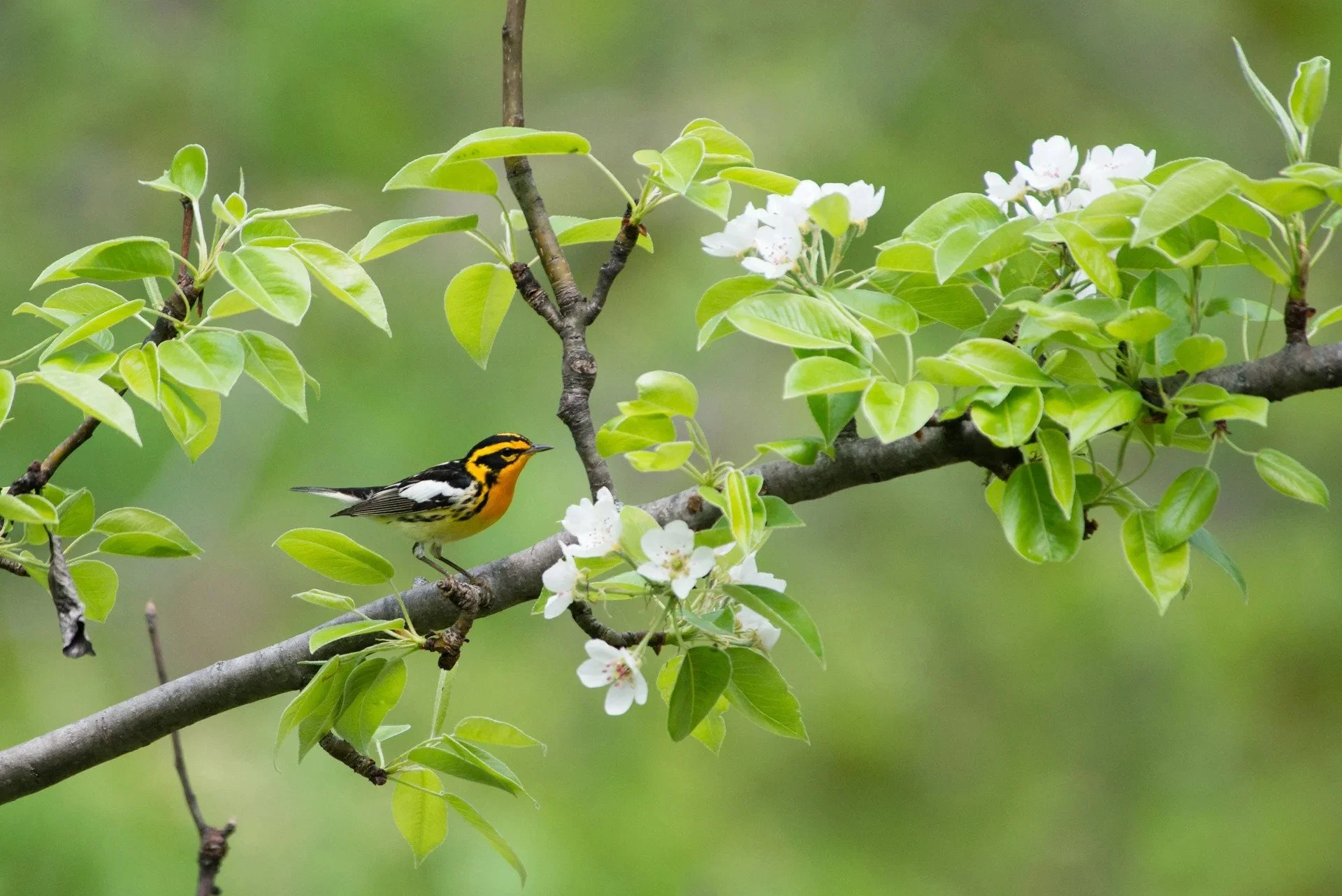 Beginning Birding: The Migrating Birds of Kleinstuck