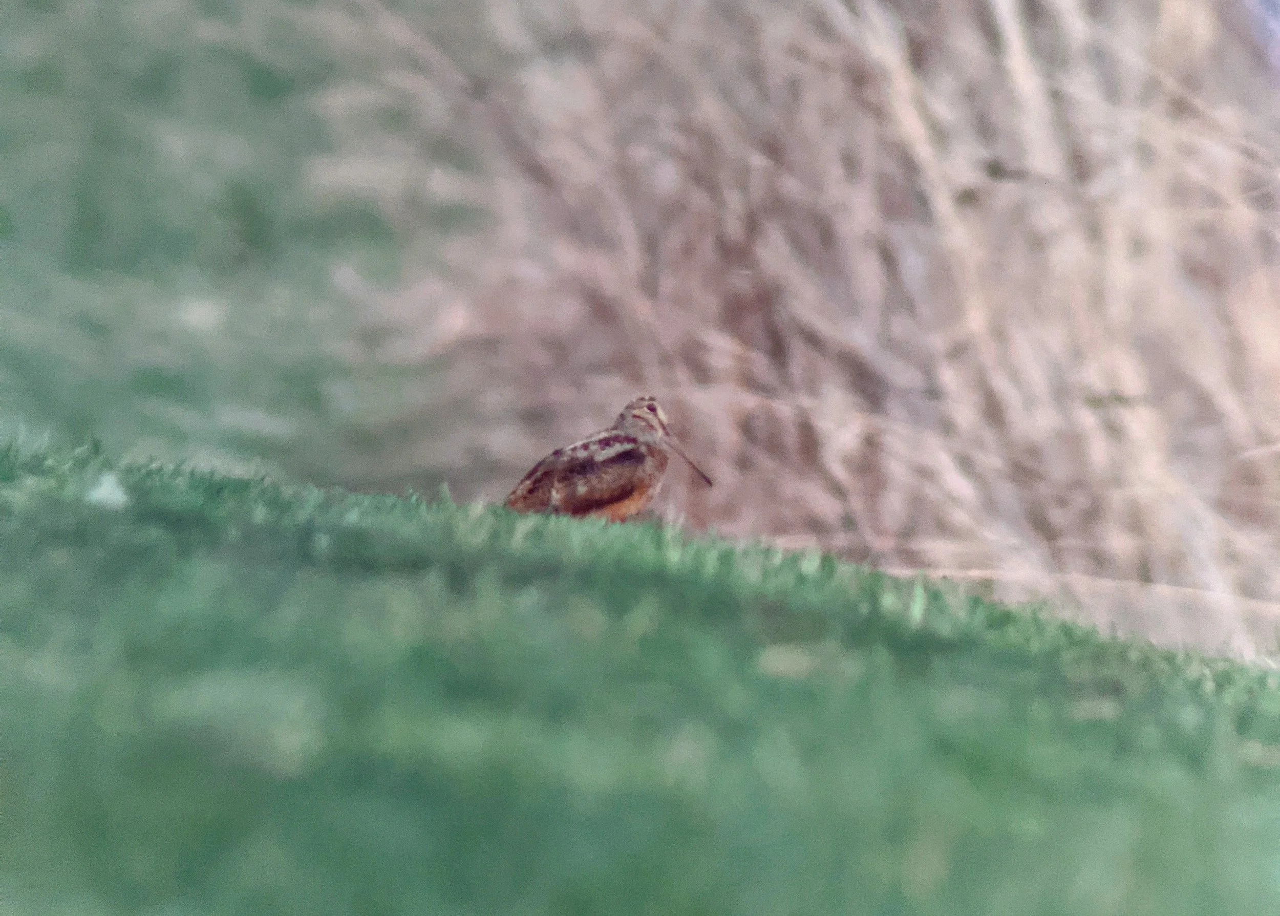 April 11, 2026: Trekking for Timberdoodles