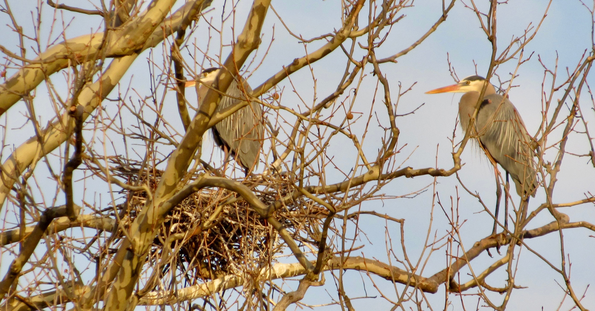 April 18, 2026: Hunting for Herons