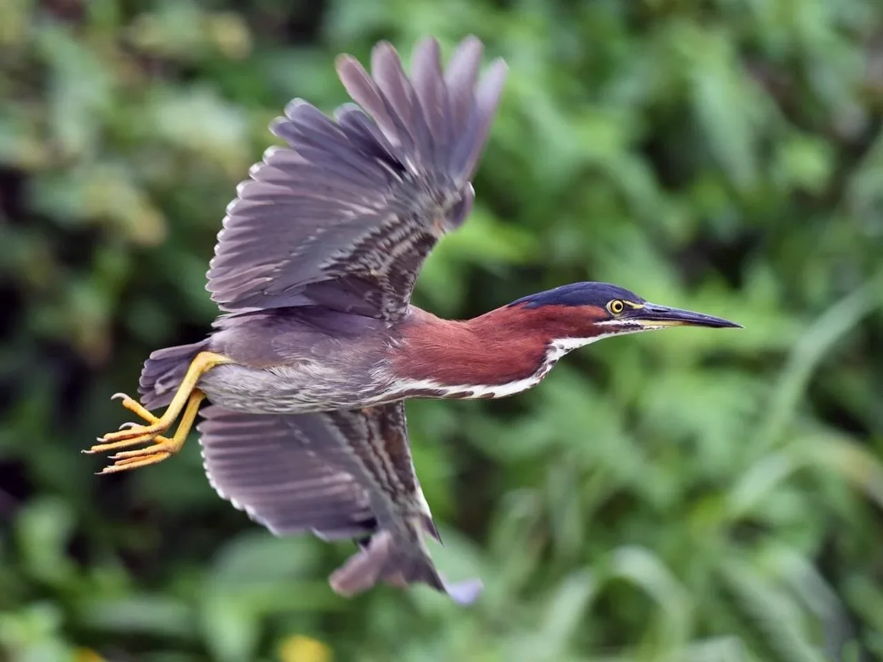 Beginning Birding: The Summer Birds of Kleinstuck