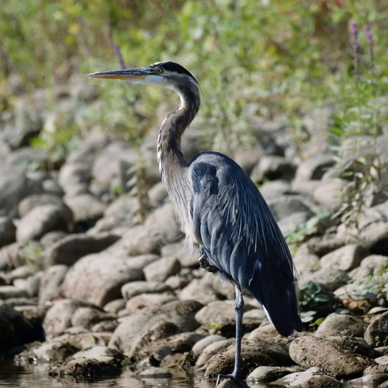 Birds and Coffee Online Chat: Five Must-Do Kalamazoo Birding Experiences