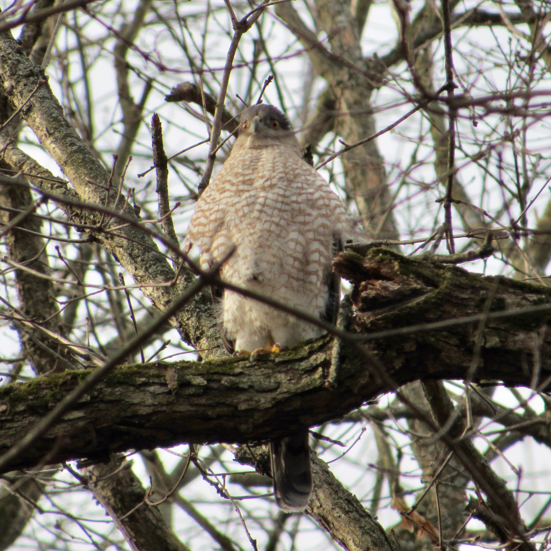 May 10, 2026: The Migrating Birds of Kleinstuck