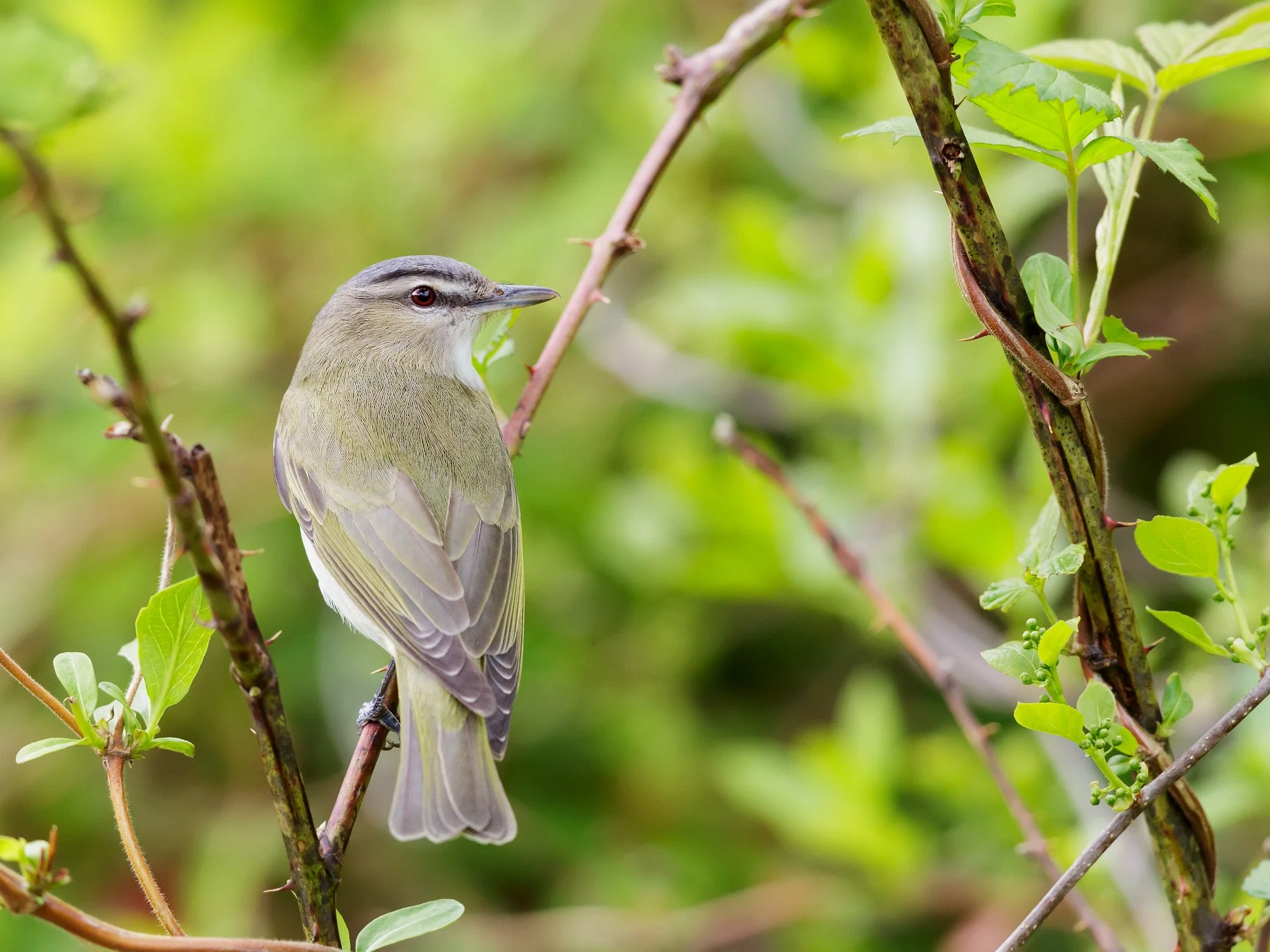Beginning Birding: The Red-eyed Vireo