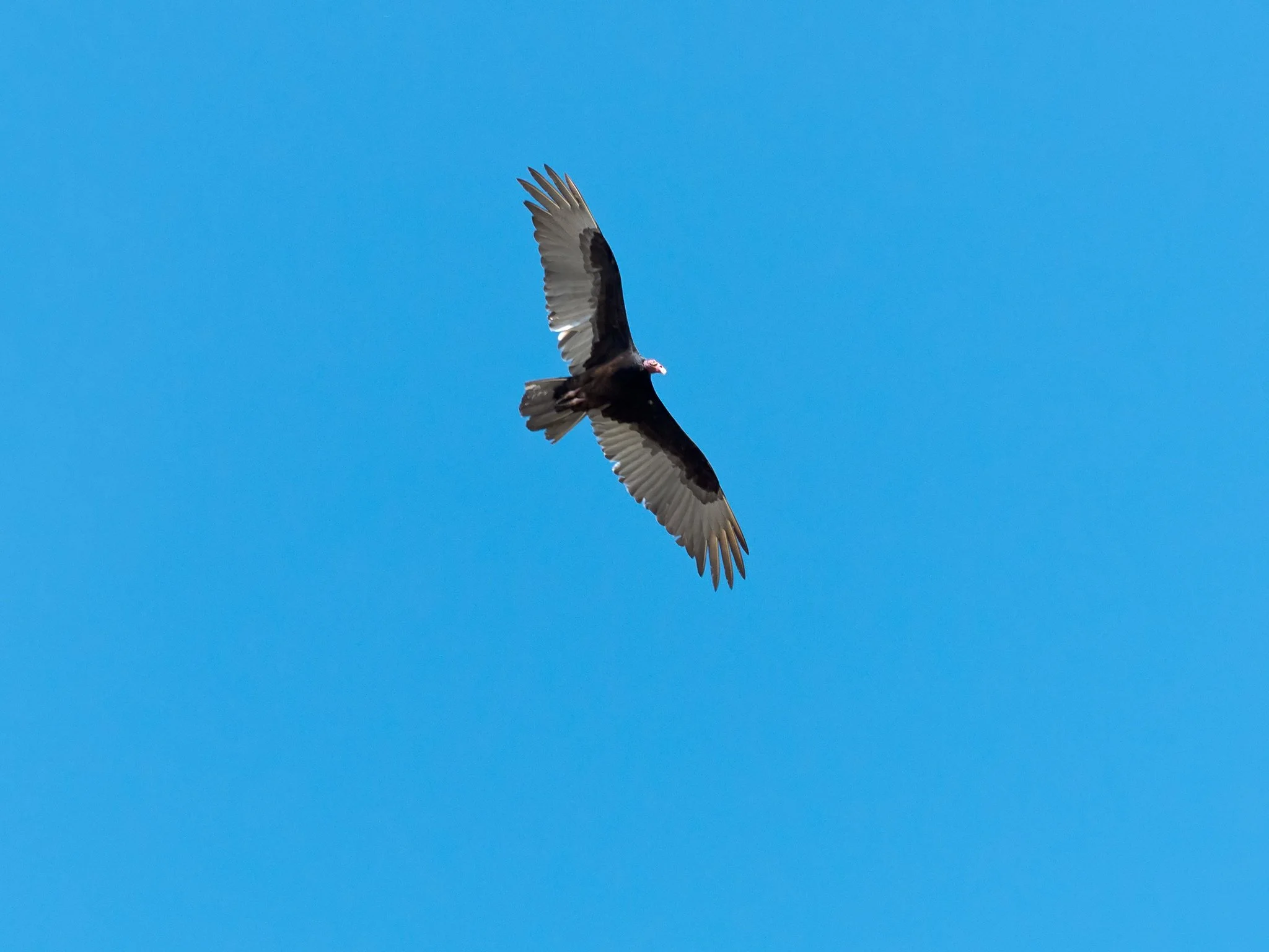 Beginning Birding: The Turkey Vulture