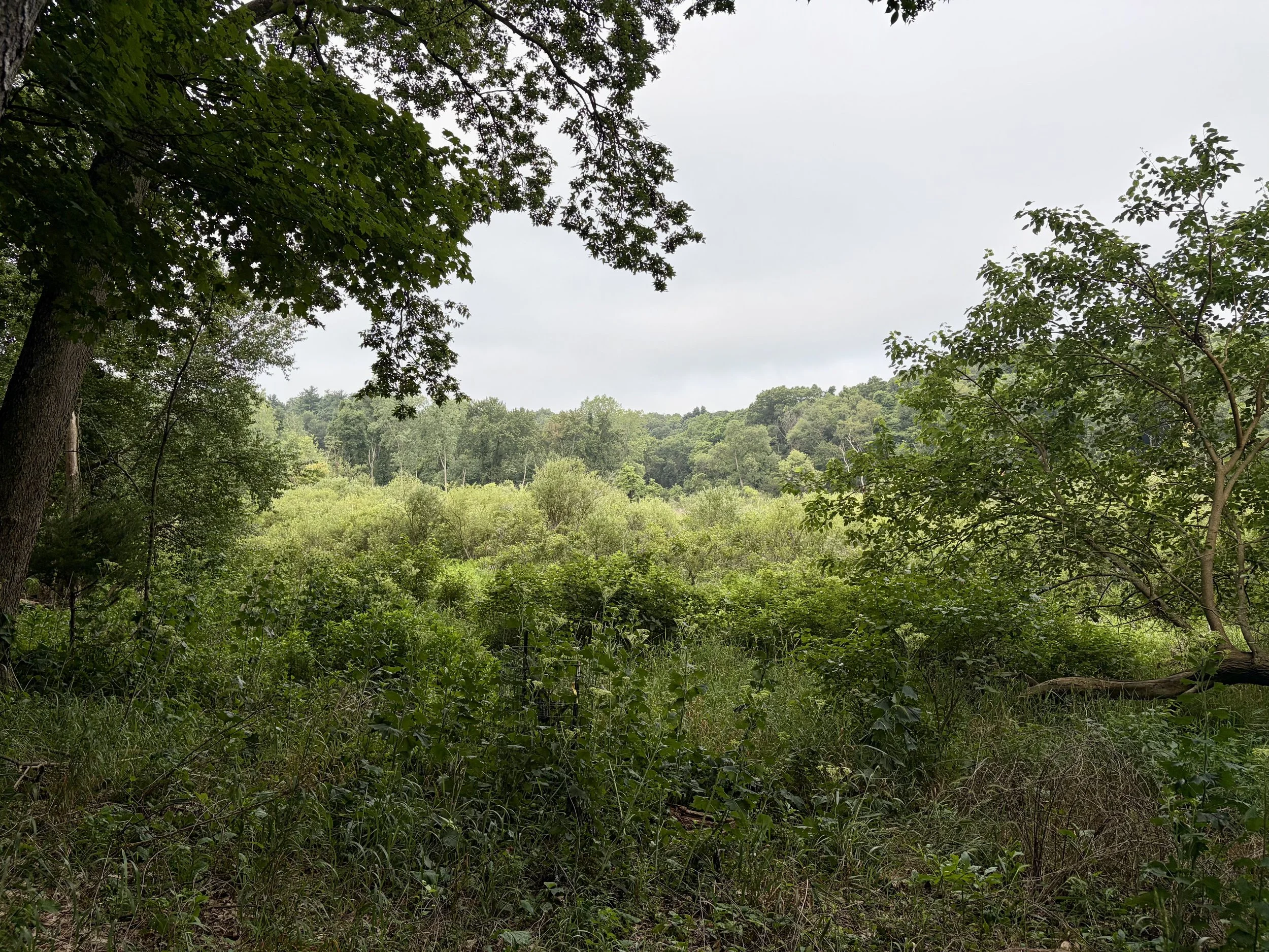 July 26, 2026: Beginning Birding: The Red-eyed Vireo
