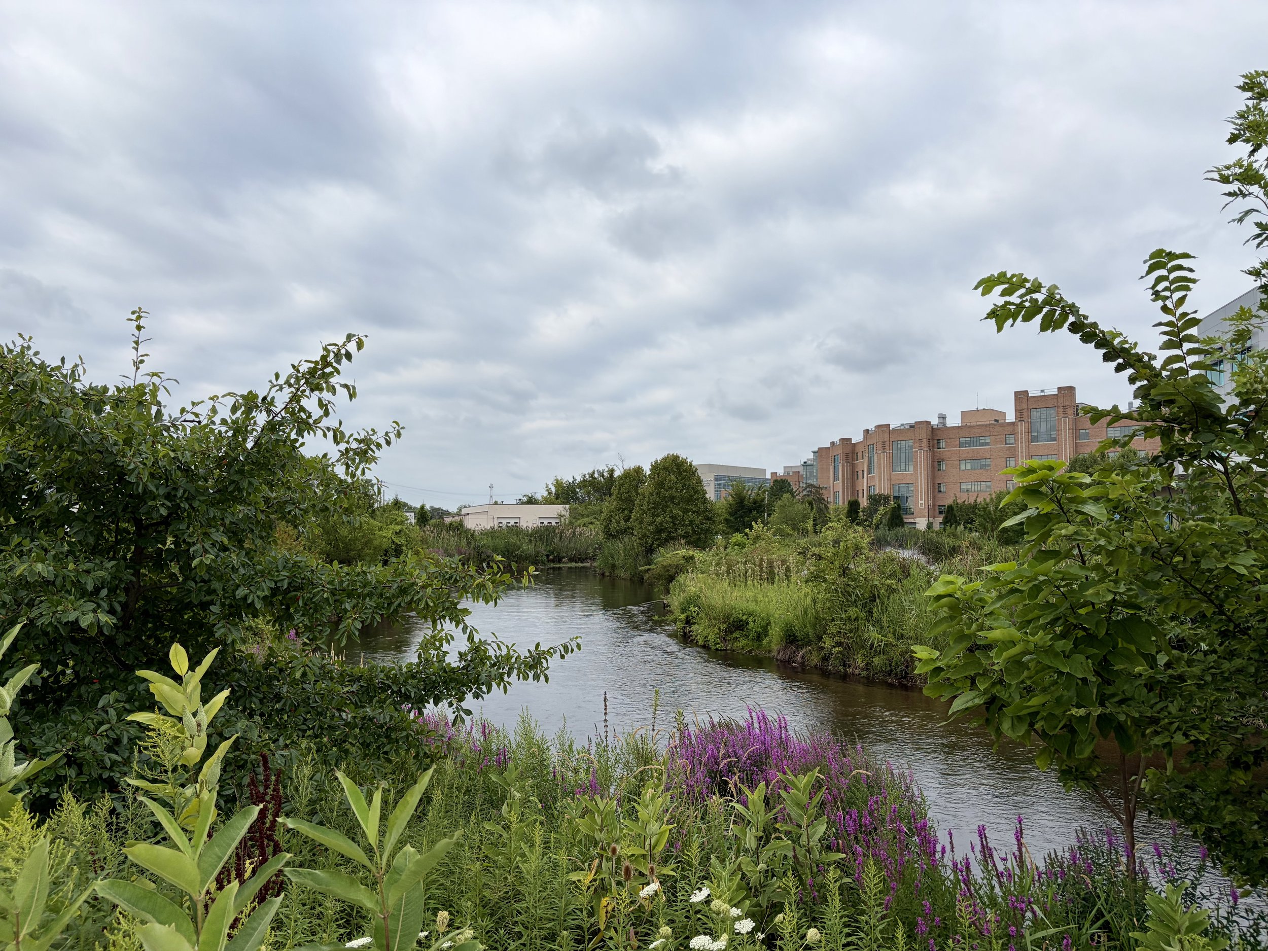 August 8, 2026: Urban Birding: Downtown Kalamazoo