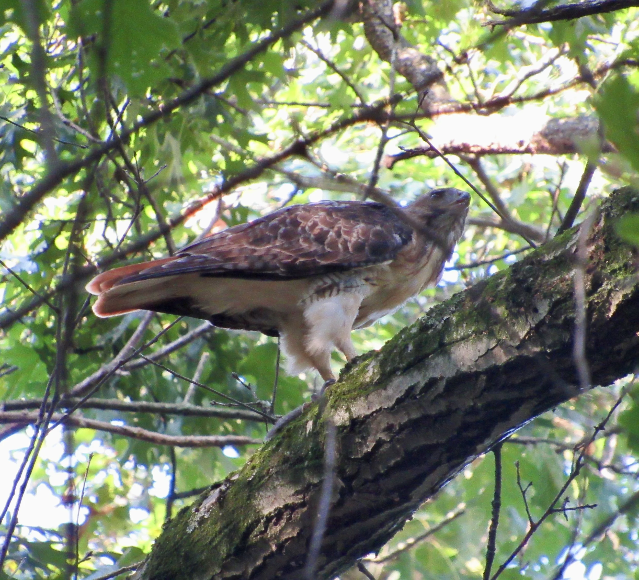 August 22, 2026: Beginning Birding: The Turkey Vulture