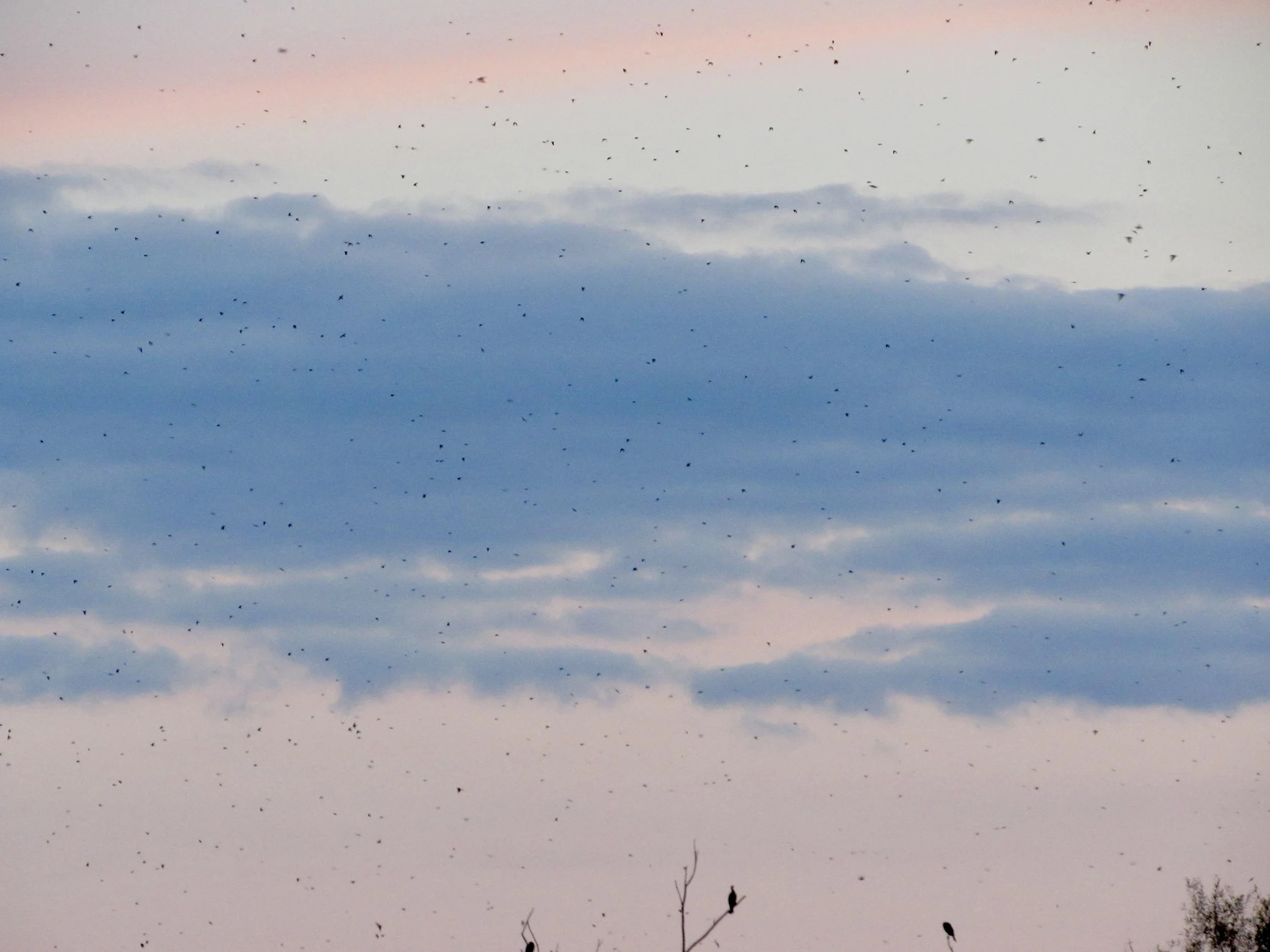 September 10, 2026: Pop-Up Viewing Event: Purple Martin Roost