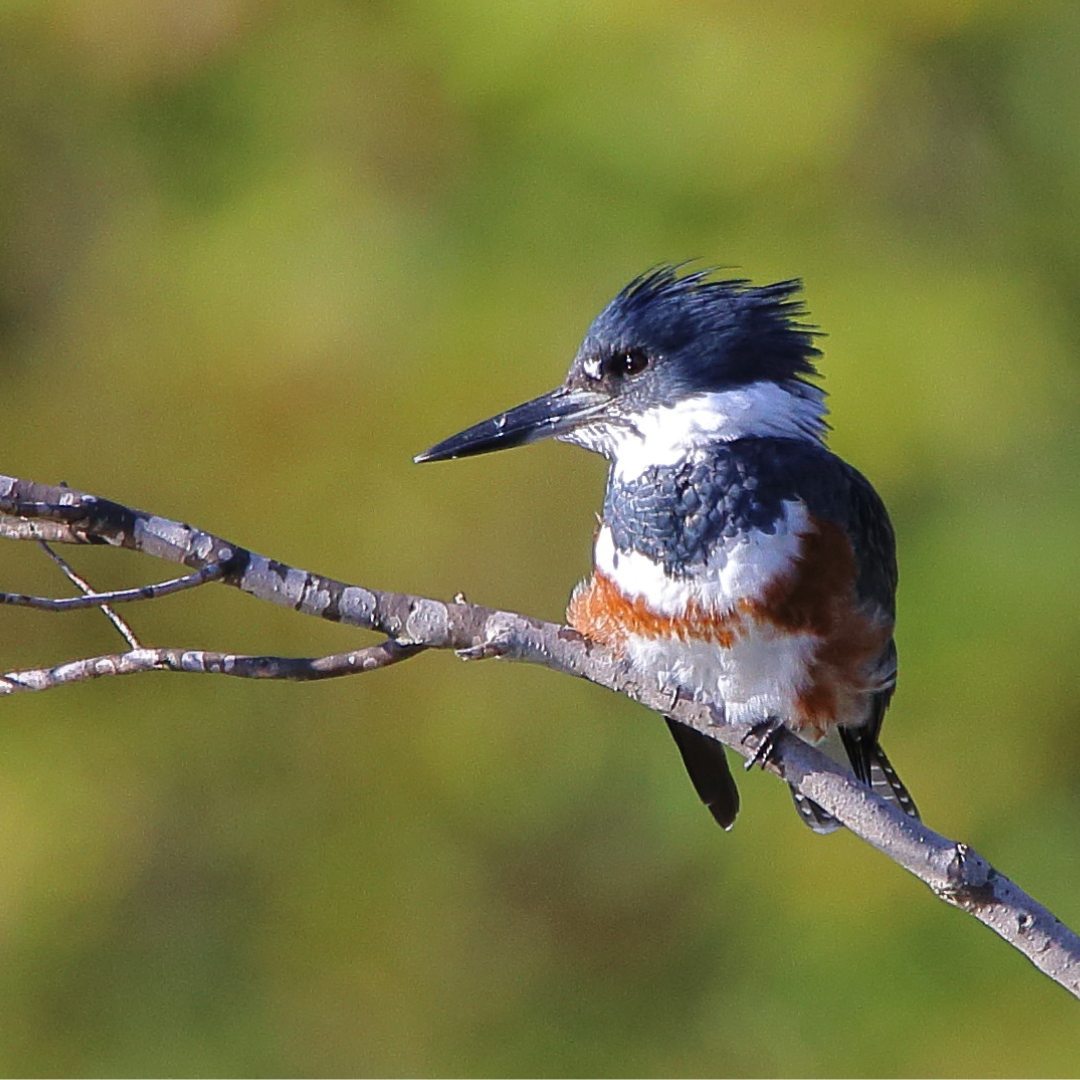 Mindfulness + Birding: Breath