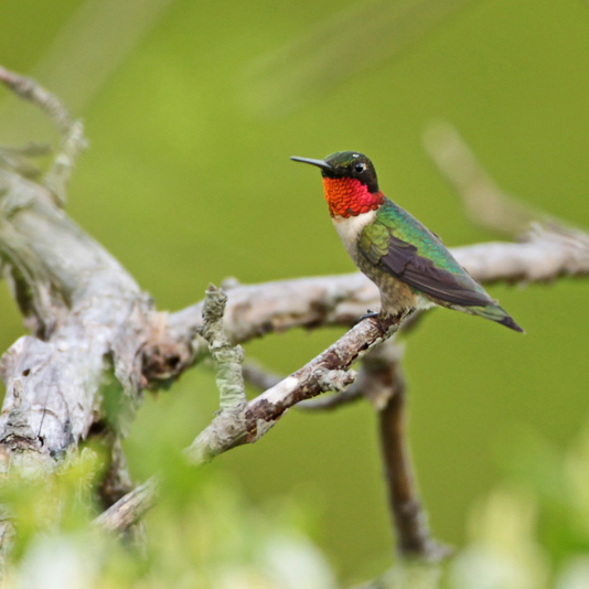 Mindfulness + Birding: Centering