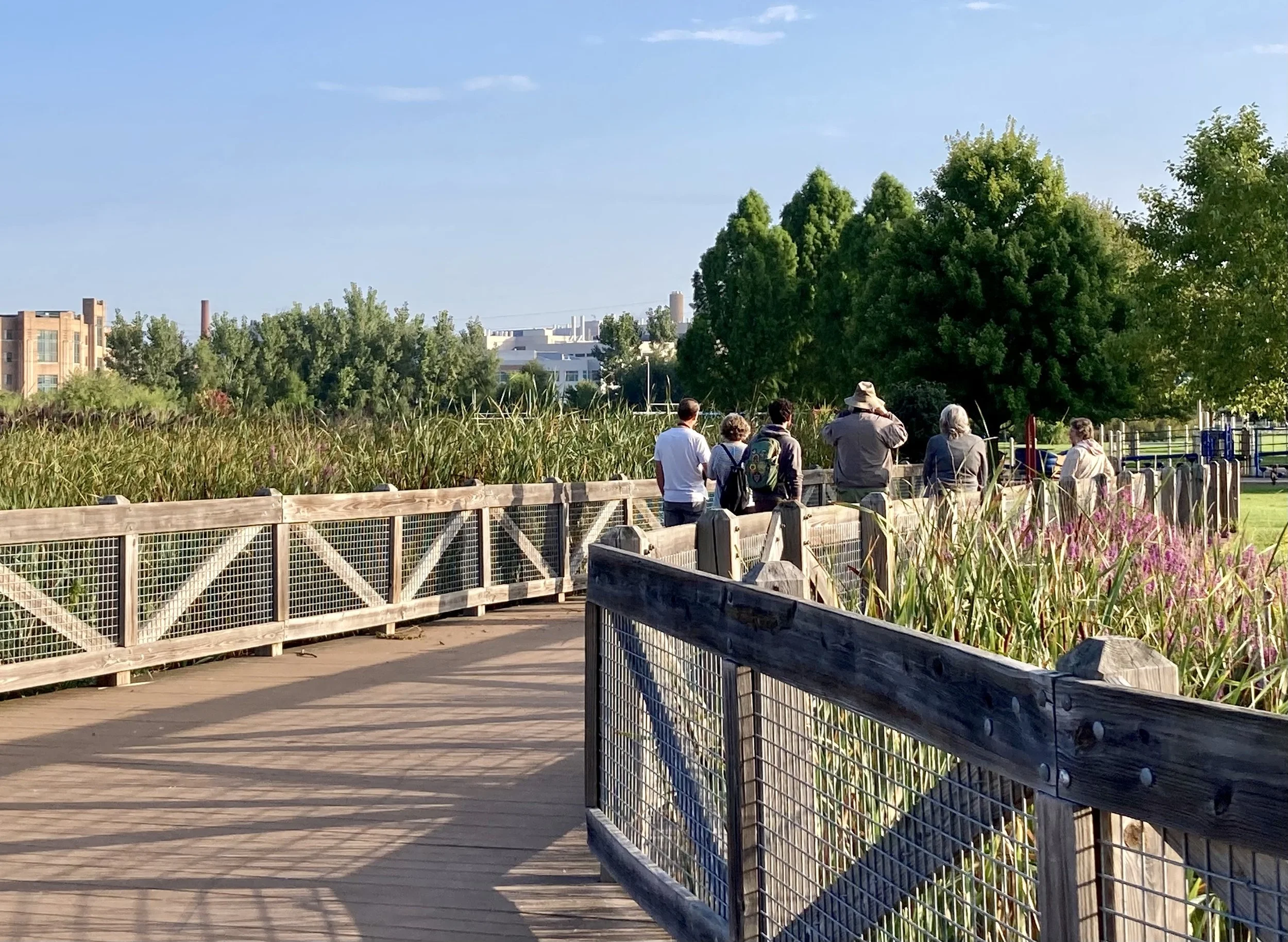 Urban Birding