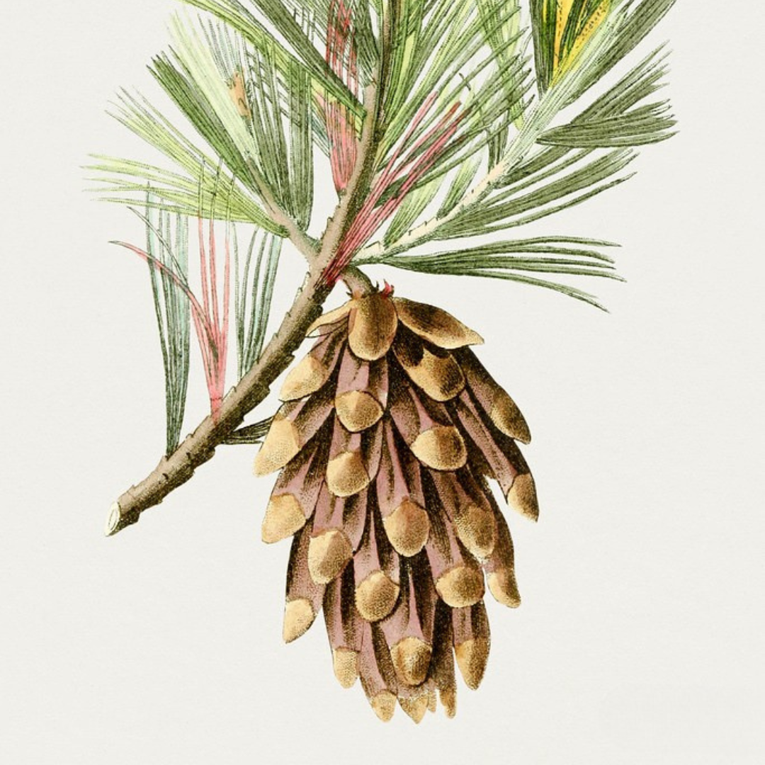 DIY Pinecone Birdfeeder for Kids