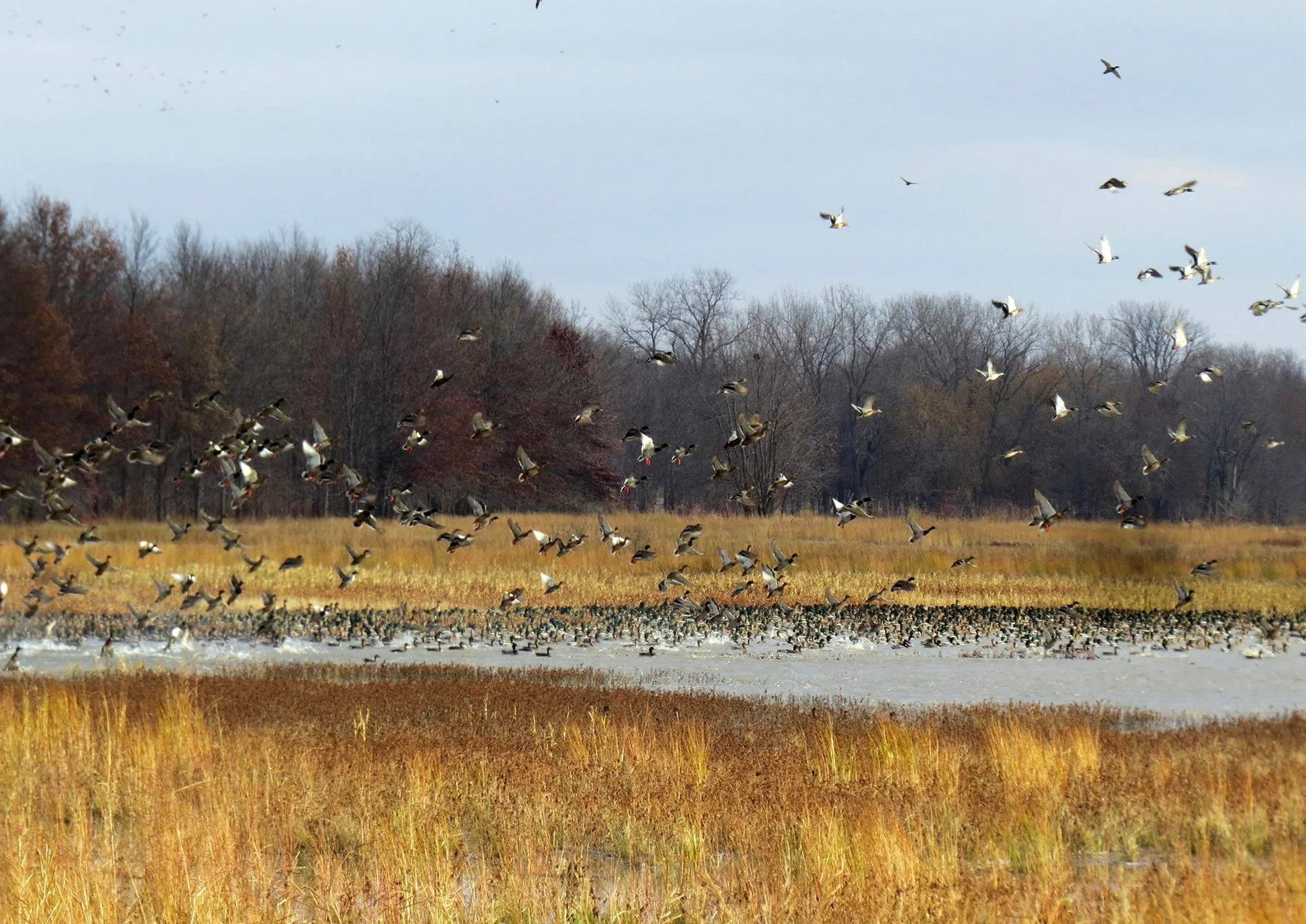 Waterfowl at Wolf Lake