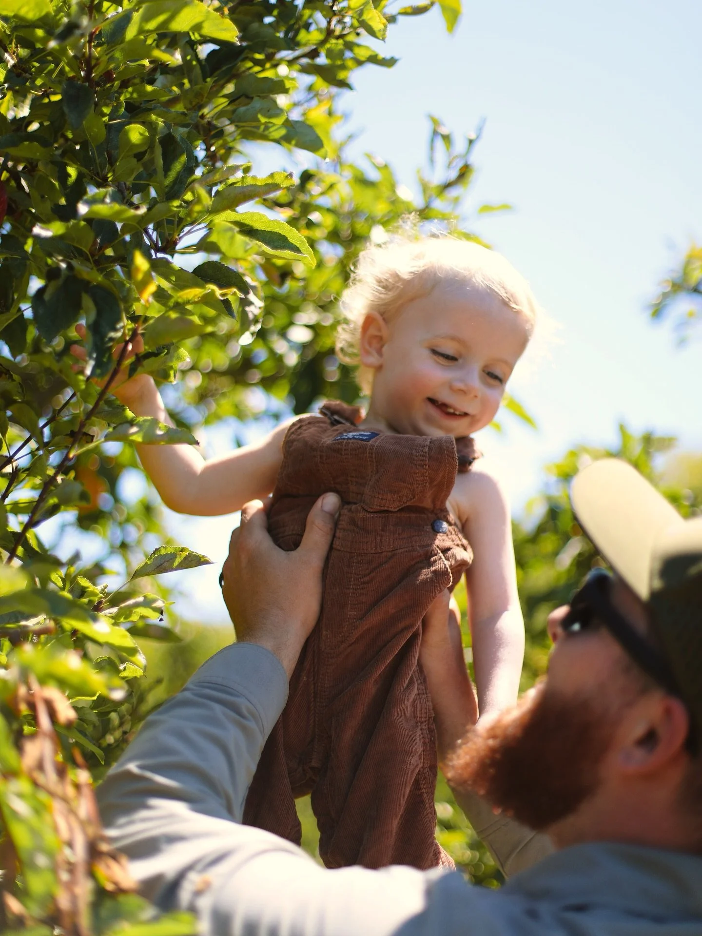 fall in ca — apple picking and root beer floats π³ππ€