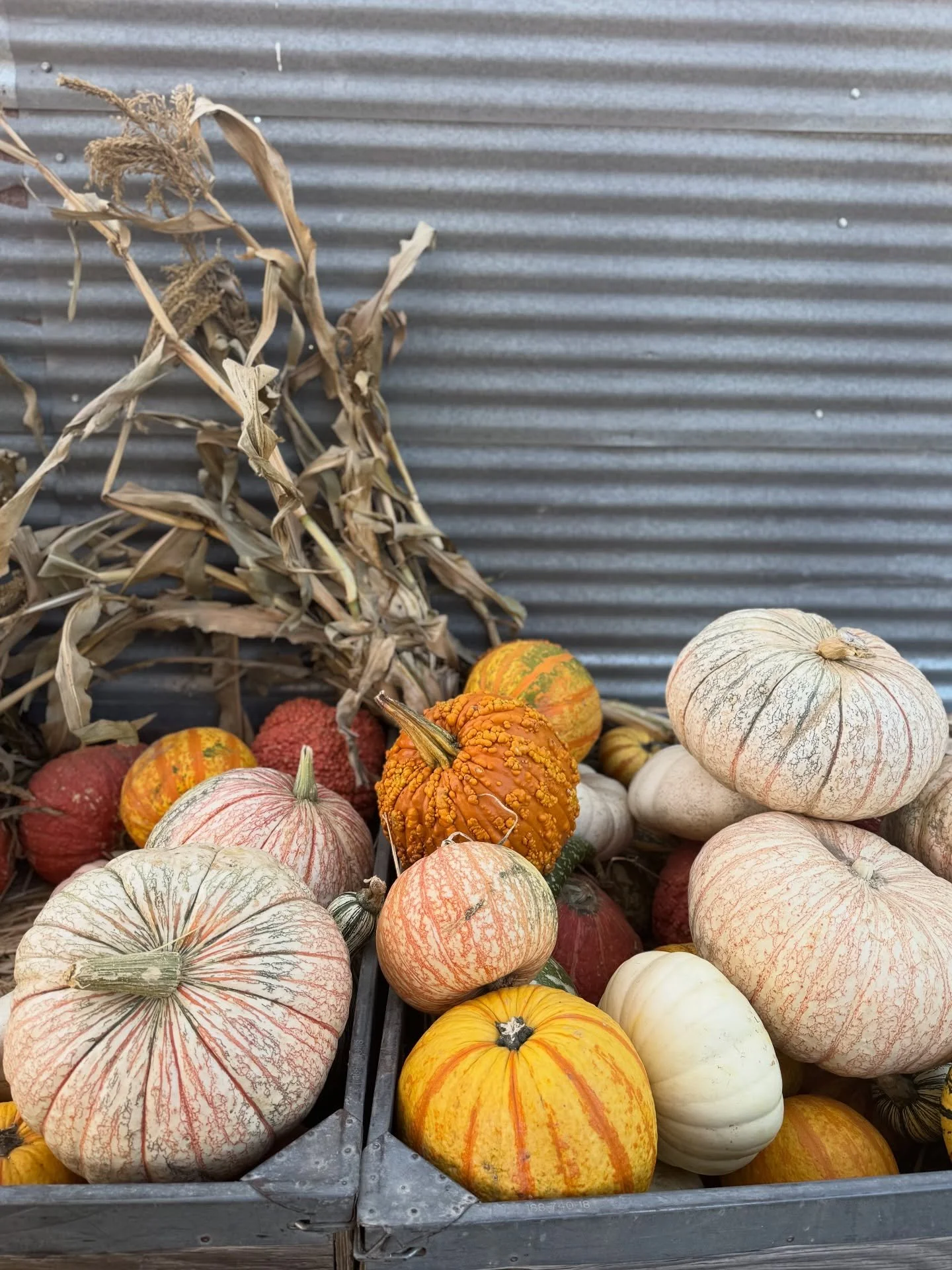 Elijah is noticing the leaves changing colors and is loving pumpkins this year, making it the most fun fall yet!! π₯Ή
