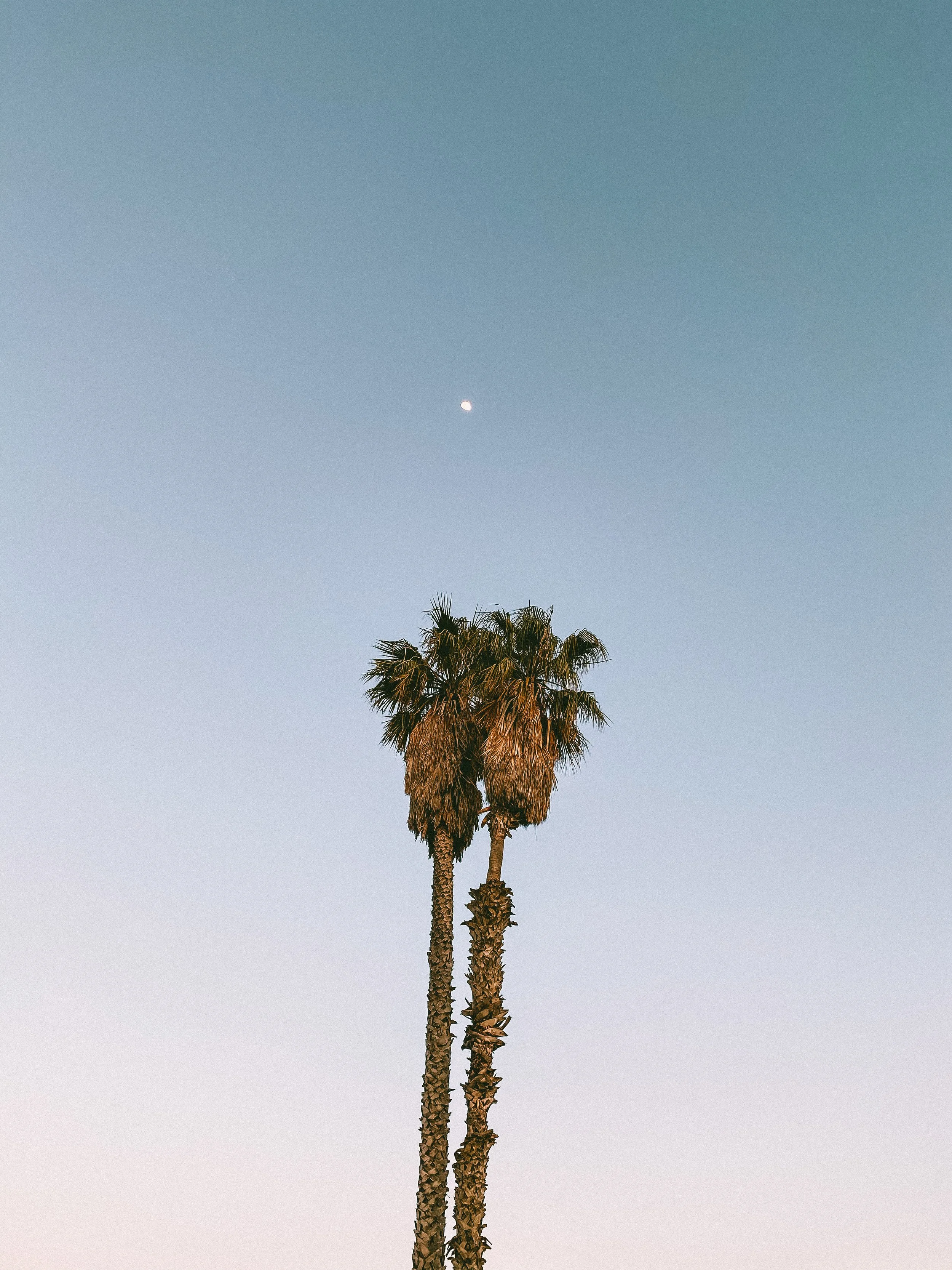 Two tall palm trees against a clear sky with a small moon visible.