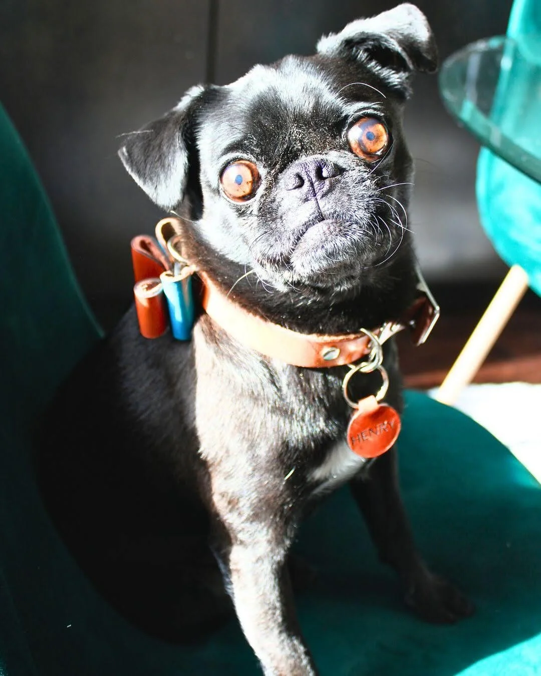 River and Pepsi had a great visit with Henry. 

And doesn&rsquo;t Henry look so handsome with his new collar, tag and bow tie??!? 😍

#puglife #pugsofinstagram #pugyyc #mountainpeakpets #leathercollar #leatherpettag #leatherbowtie