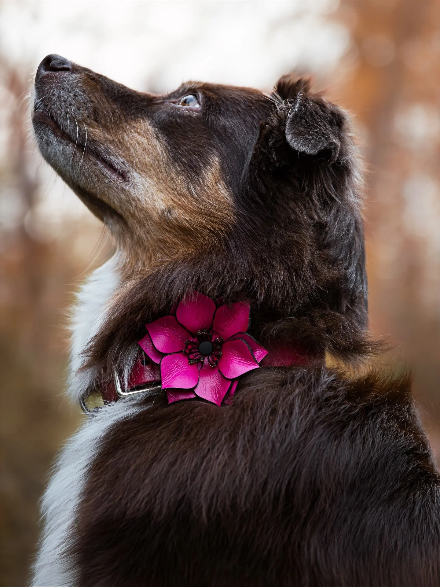 Absolutely in love with these photos!!! 

They capture our stunning collar candy, collars and leashes!  Wouldn&rsquo;t you agree!? 

Thanks to @renaviaphotography for capturing these wonderful moments! 

#mountainpeakpets #collarcharm #collarcandy #l