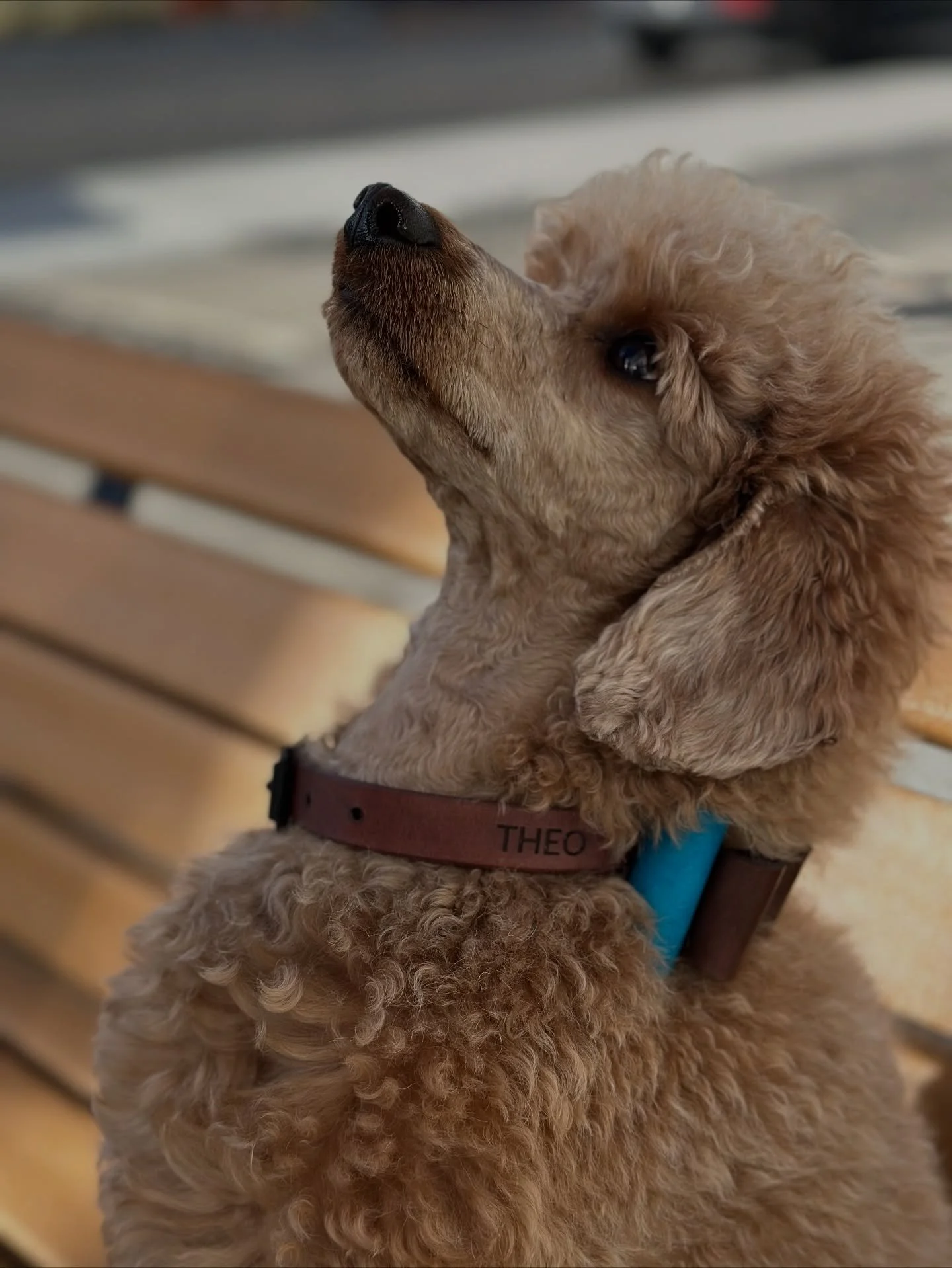 Theo got his new collar! 

How handsome does he look?!? 

#leathercollar #leatherpetaccessories #ecopetgear #mountainpeakpets @clara__maude