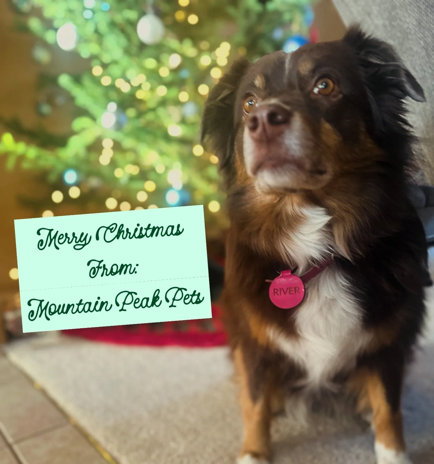 Merry Christmas everyone! 

We hope your day is filled with laughter and joy! 

🎄

❤️ Mountain Peak Pets