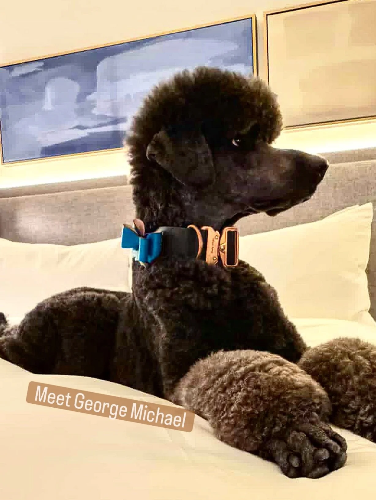 Do you feel like you are in the presence of royalty?! 
🐩
We do!  We are so grateful that @taylord_advisor and her furry friend George Michael love our bow tie collar candy!! 
They found us at @urbandogsyyc. 
🐾
Give George Micheal some love by follo