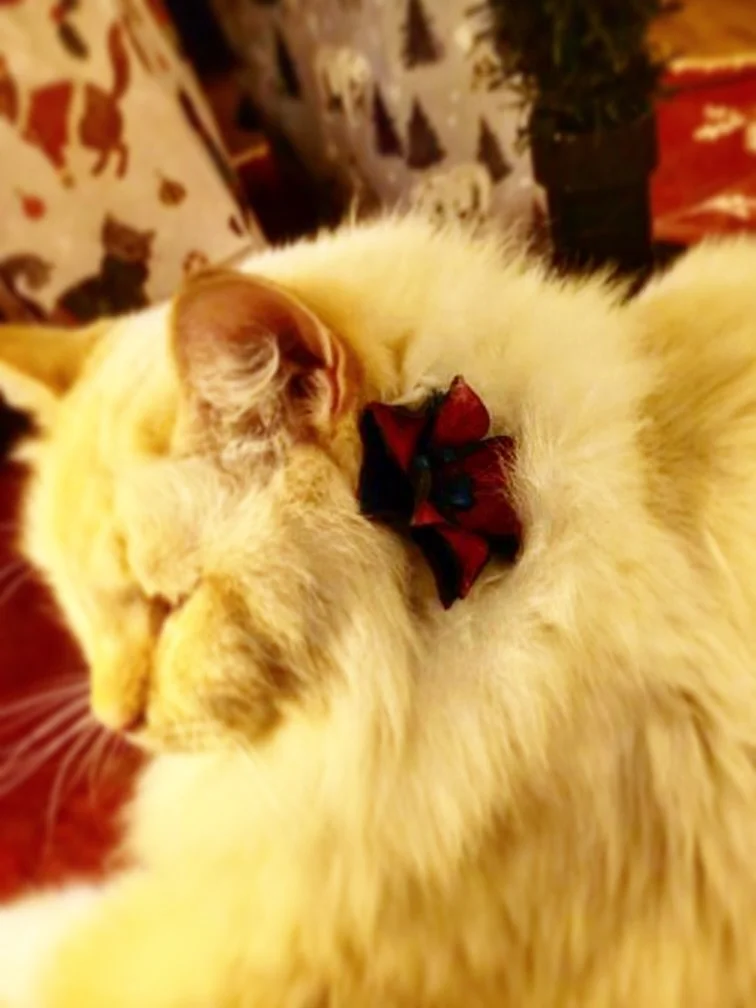 Give Charlie your love!

He is the coolest cat who loves our collar candy - wildflower! 

He found our collar candy at @crooked_creek_general_store. 

Thanks for supporting our small business Sherry and Charlie!!!