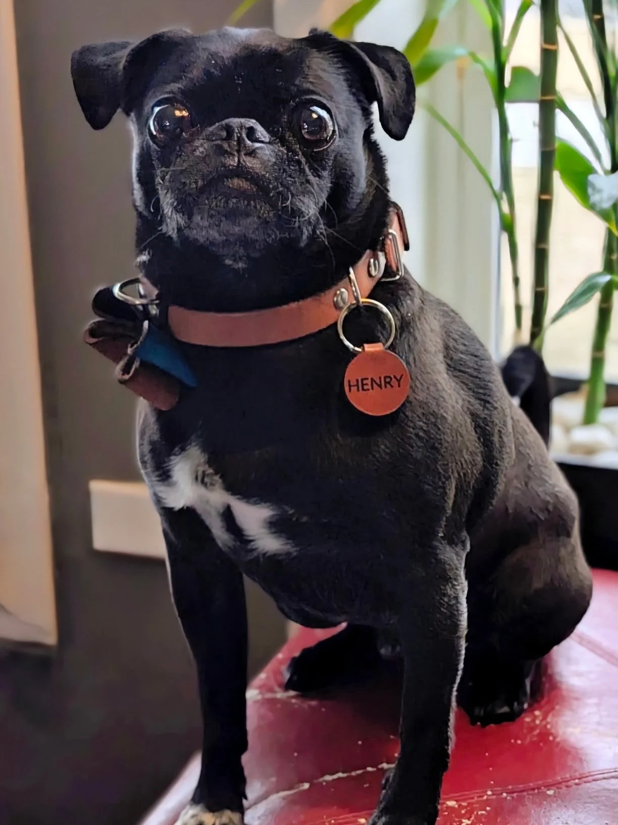 @_henry_thepug and Fred look so dapper in our collars! 

#mountainpeakpets #pugsofinsta