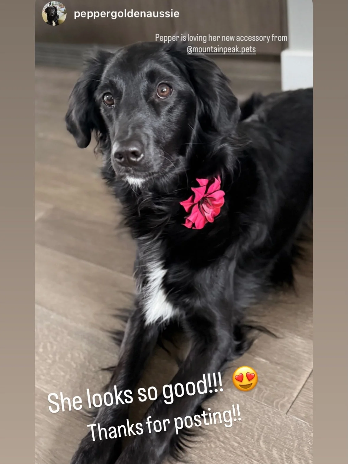 Our Collar Candy looks amazing on your dog&rsquo;s collar, but also in your hair!!! 
🦮
#collarcandy #haircandy #mountainpeakpets