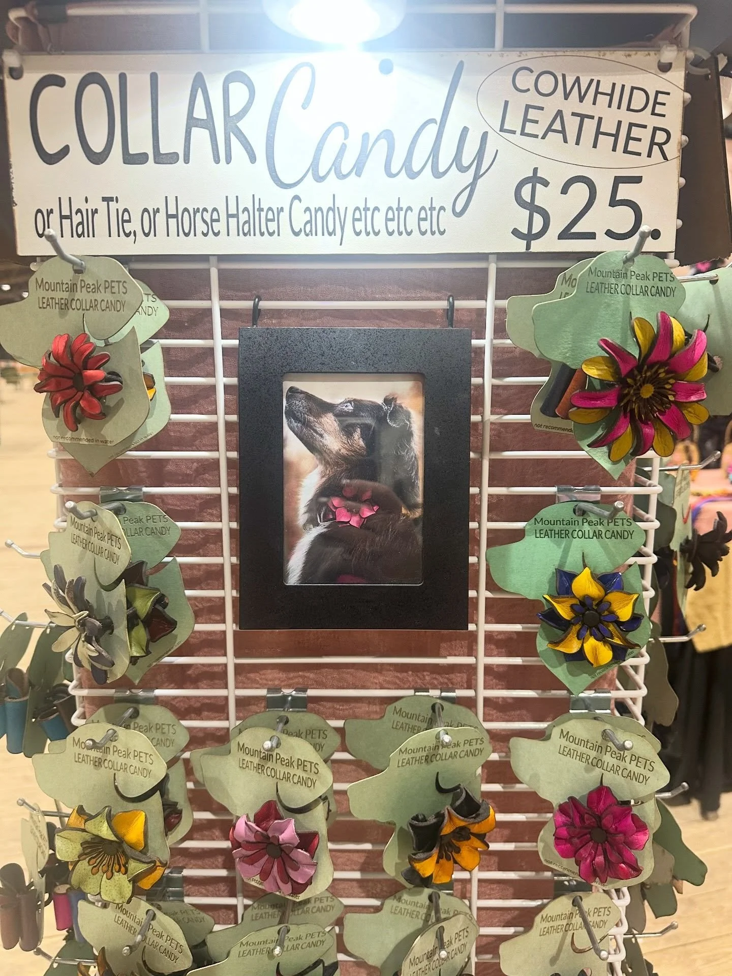 Last day @spruce_meadows!! Great day to come check out the corgi races and shop great local vendors!! 
#mountainpeakpets