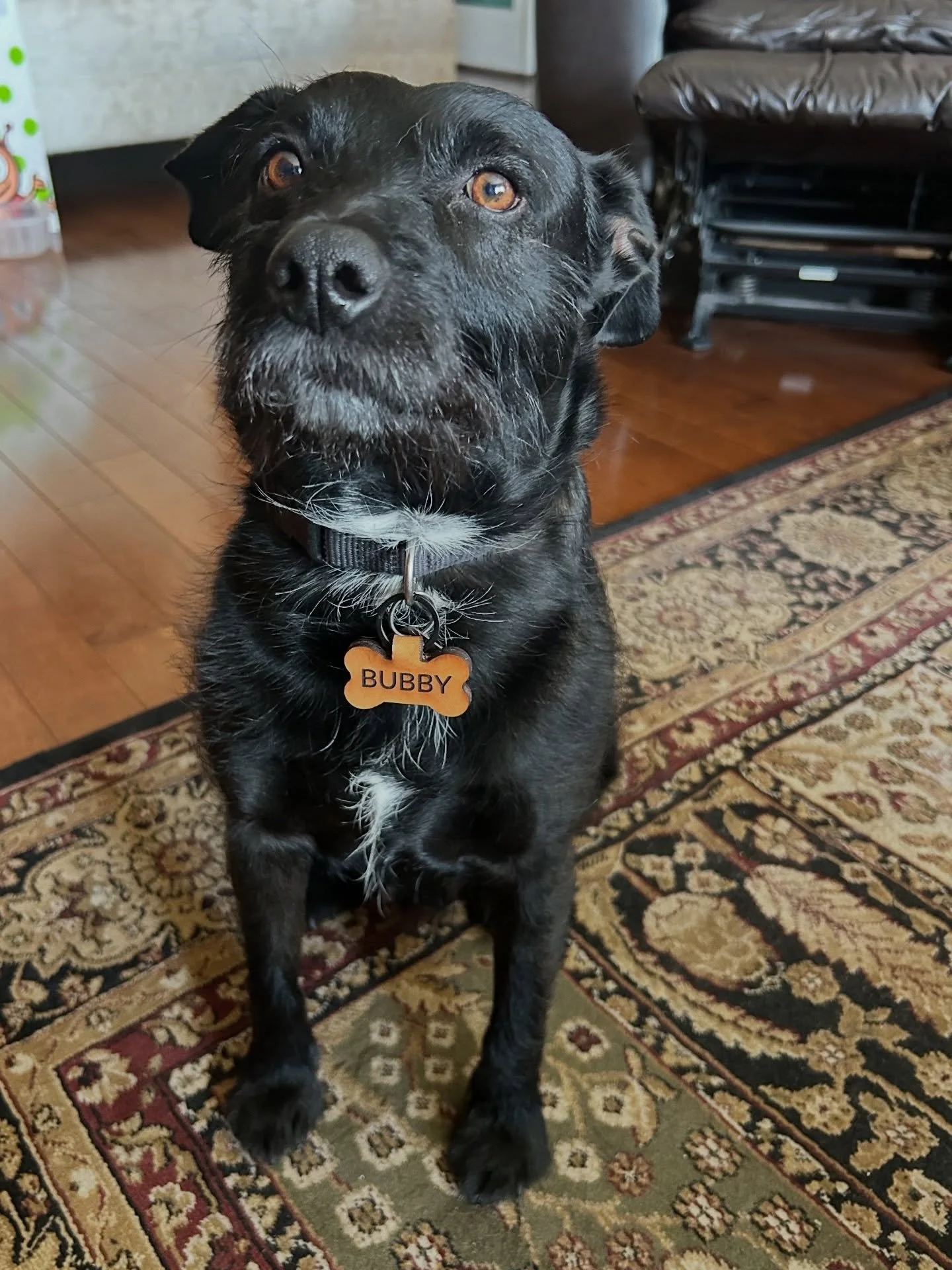 Bubby is looking so good in his new silent leather pet tag 🐾

No more jingling, fully weather-proofed with a protective sealant, and made to last through every adventure.

Style + function = the perfect tag 🤎