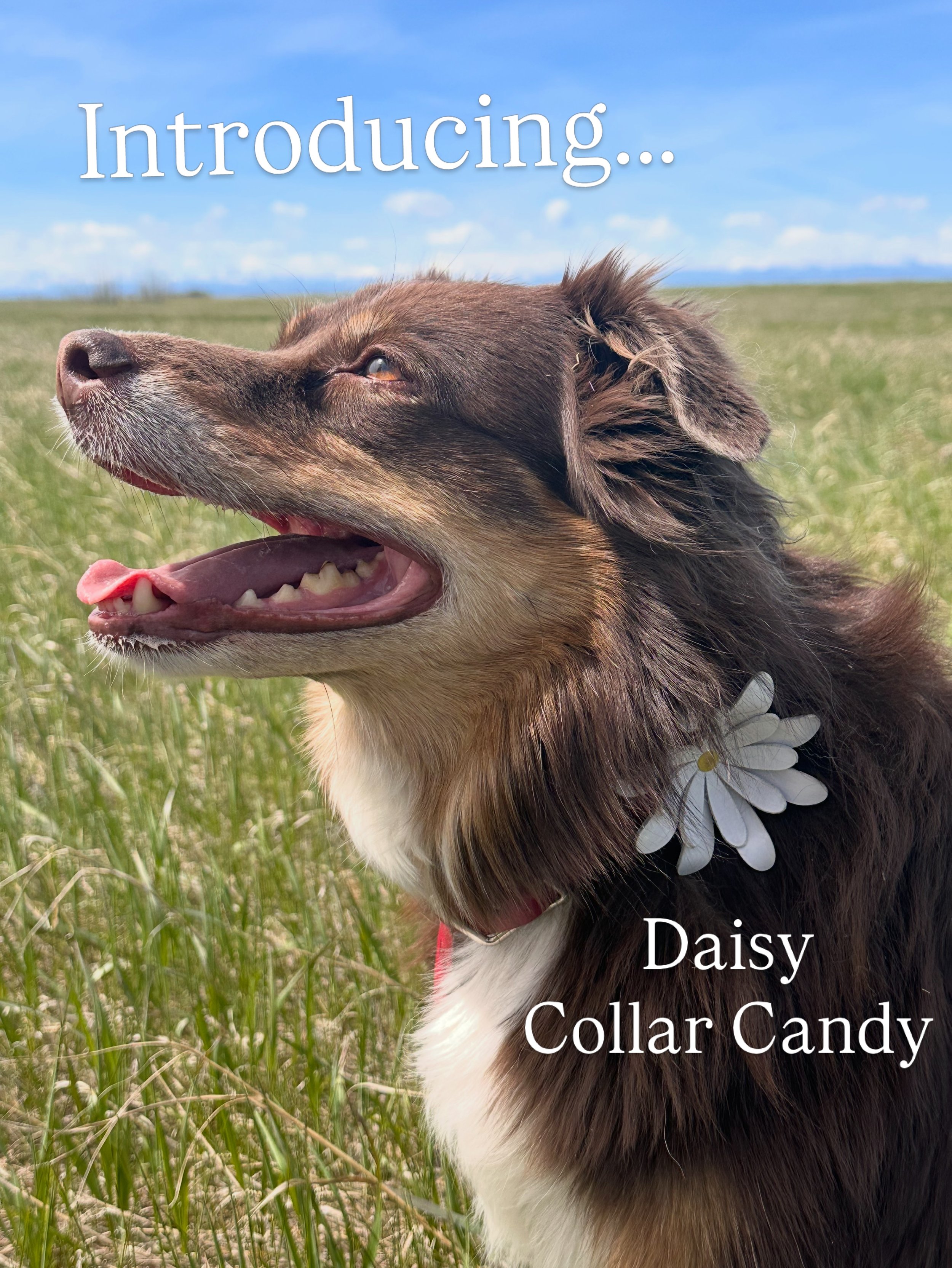 INTRODUCING &mdash;> Daisy Collar Candy!! 🌼🐾

Dress your pup up this summer! ☀️

Our Handcrafted Daisy Collar Candy adds the sweetest touch to your pup&rsquo;s collar. 🌼✨

Made from sustainable, cowhide leather, making it lightweight, adorable 