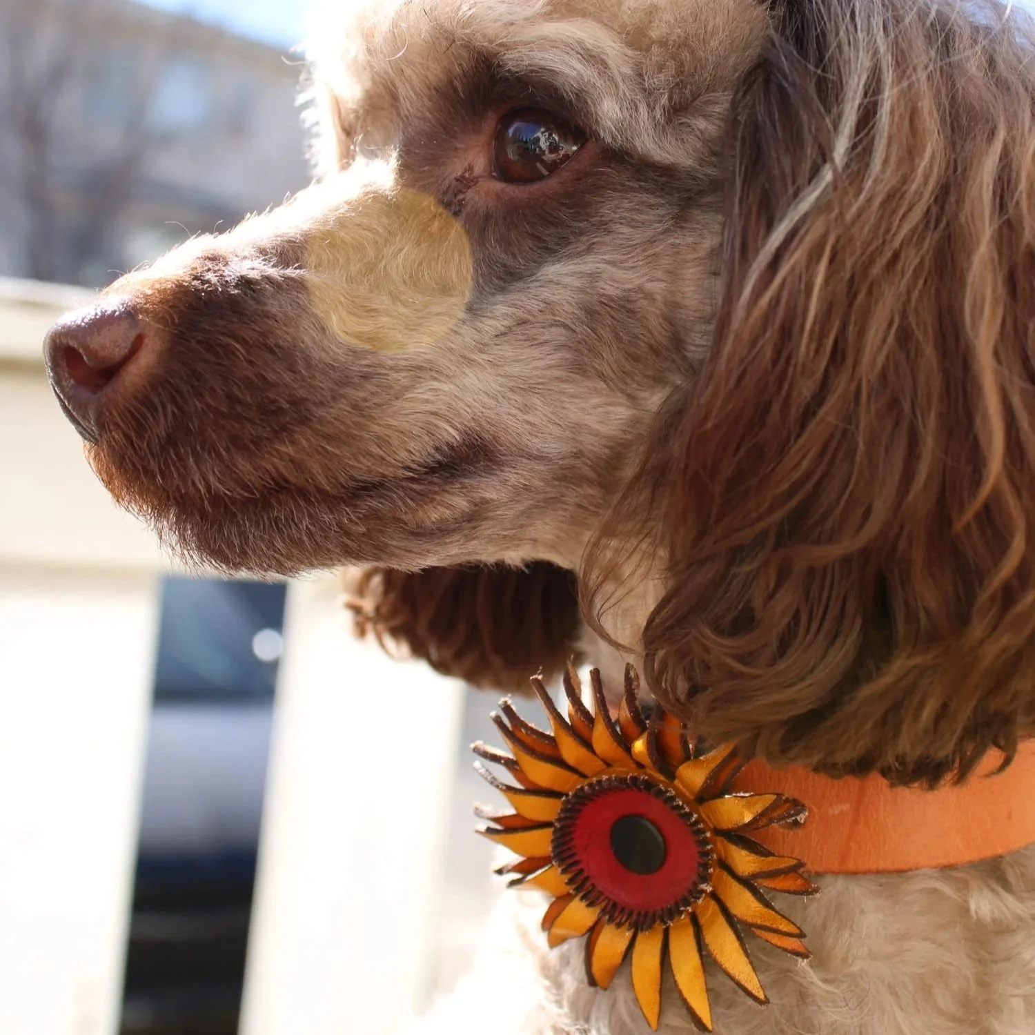sunflower-04.jpg