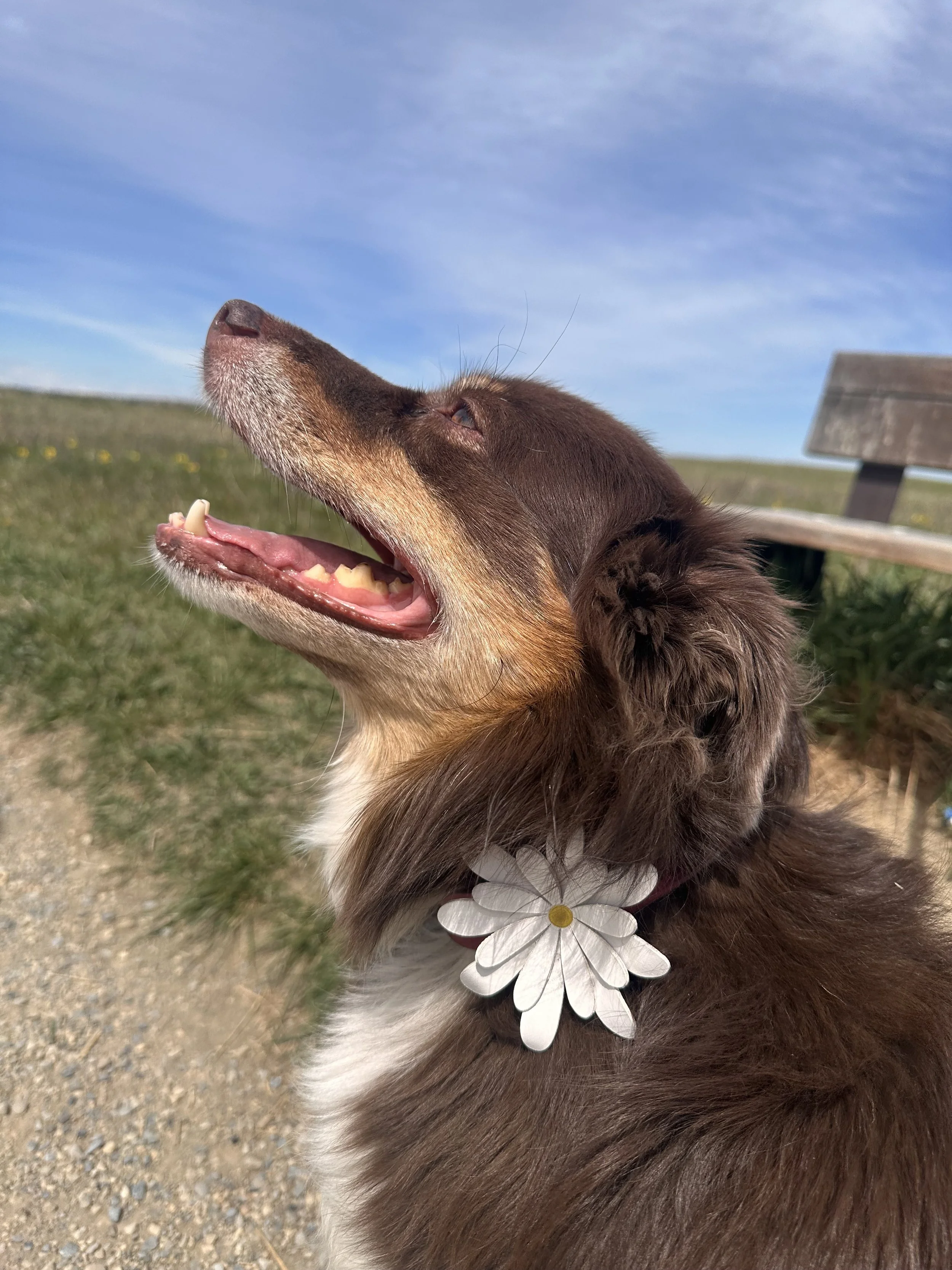 Daisy Collar Candy