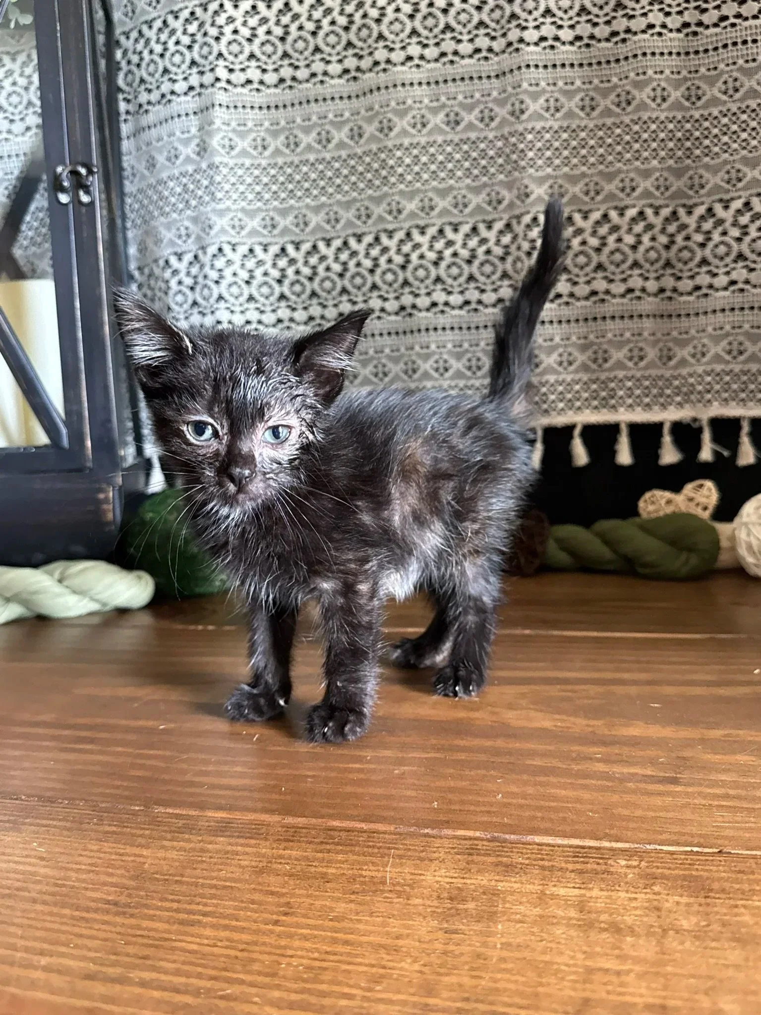 Copper-Male- Available November 2025