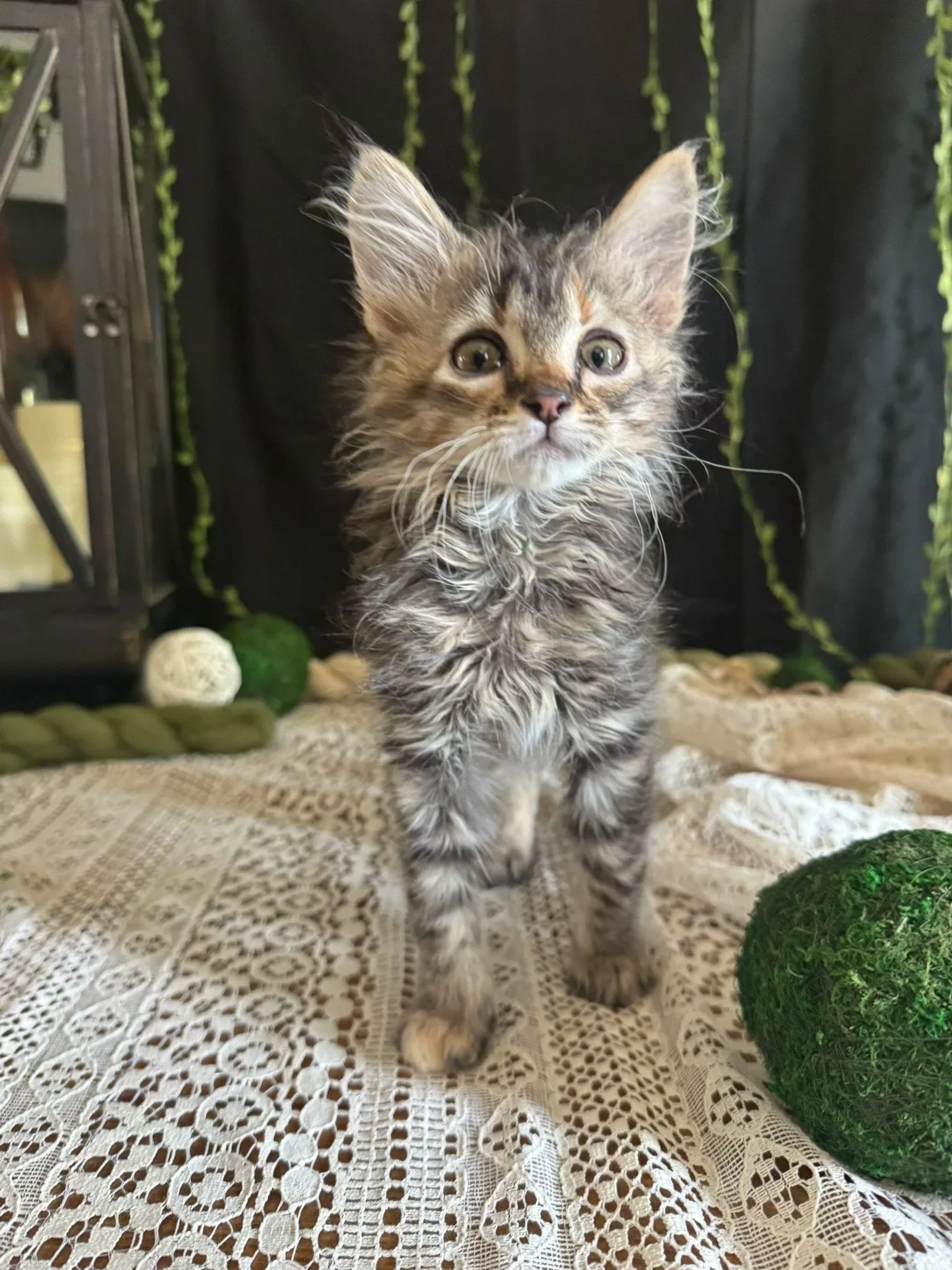 Soldier - Female- Available for Adoption 10/12