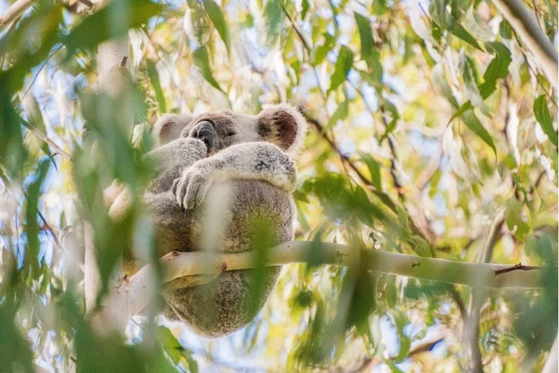 koala in tree in noosa national park