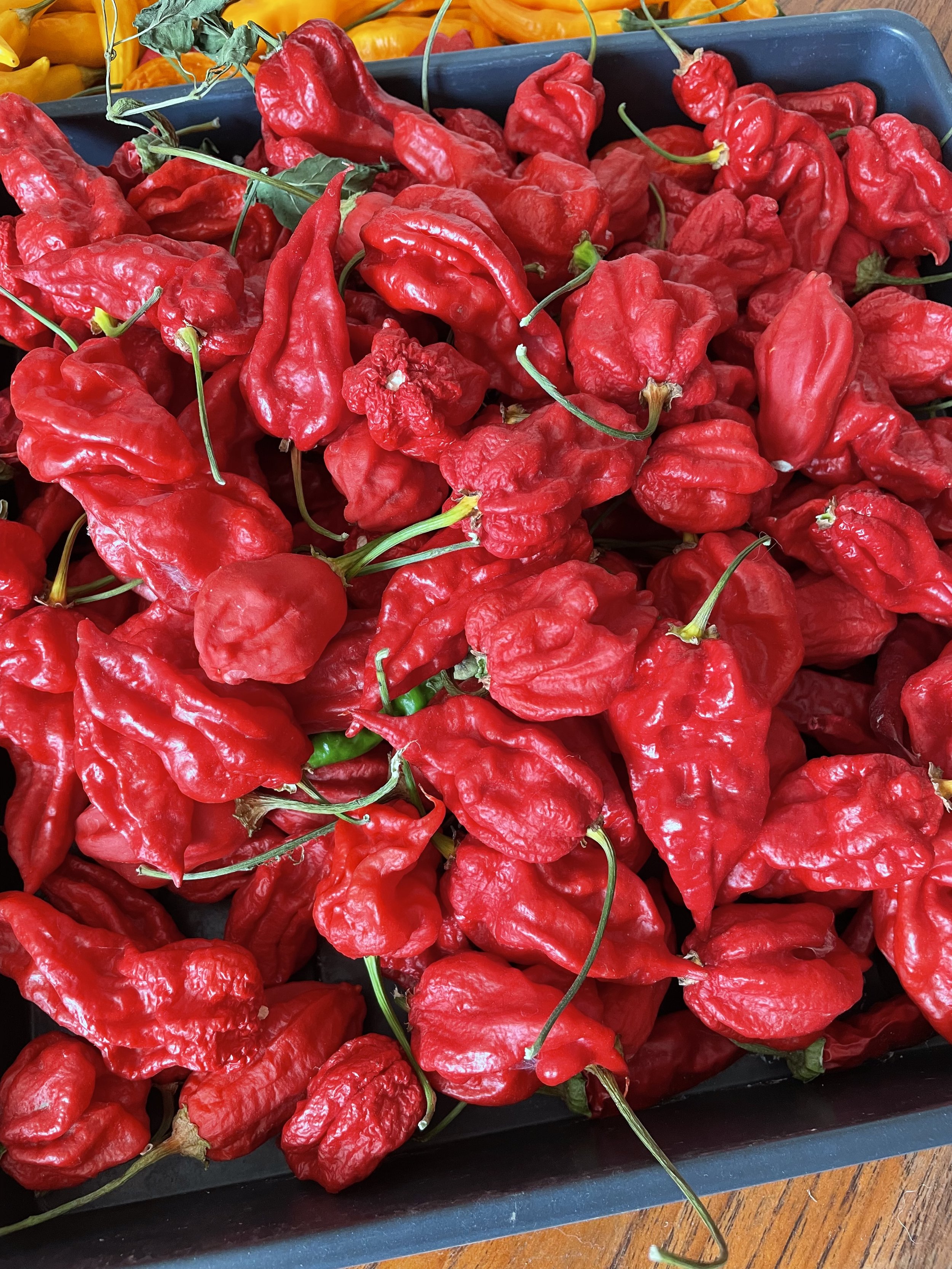 Uinta Hot Pepper Blend