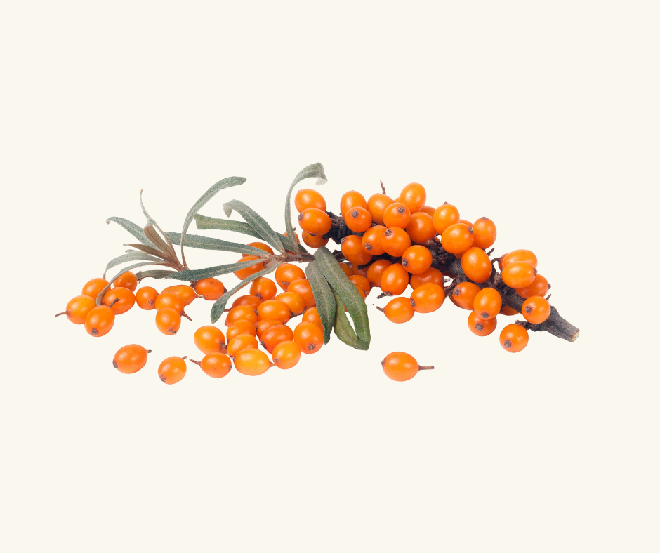 Sea Buckthorn Orange berries on a branch with gray-green leaves against a plain light background.