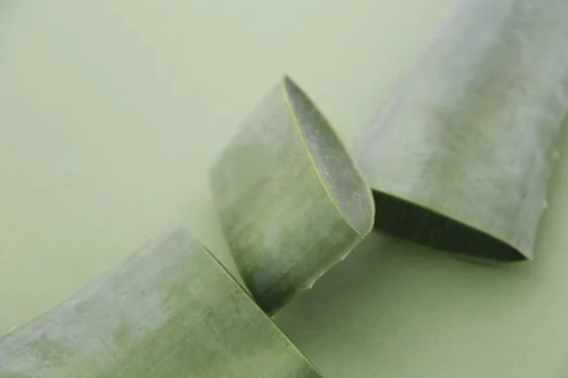 Fresh aloe vera leaf used in Moss Gabriola's natural skincare made in Canada. Find out why aloe vera is so good for the skin