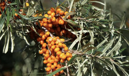 Sea buckthorn berries rich in vitamin C used in Moss Gabriola's natural skincare Canada