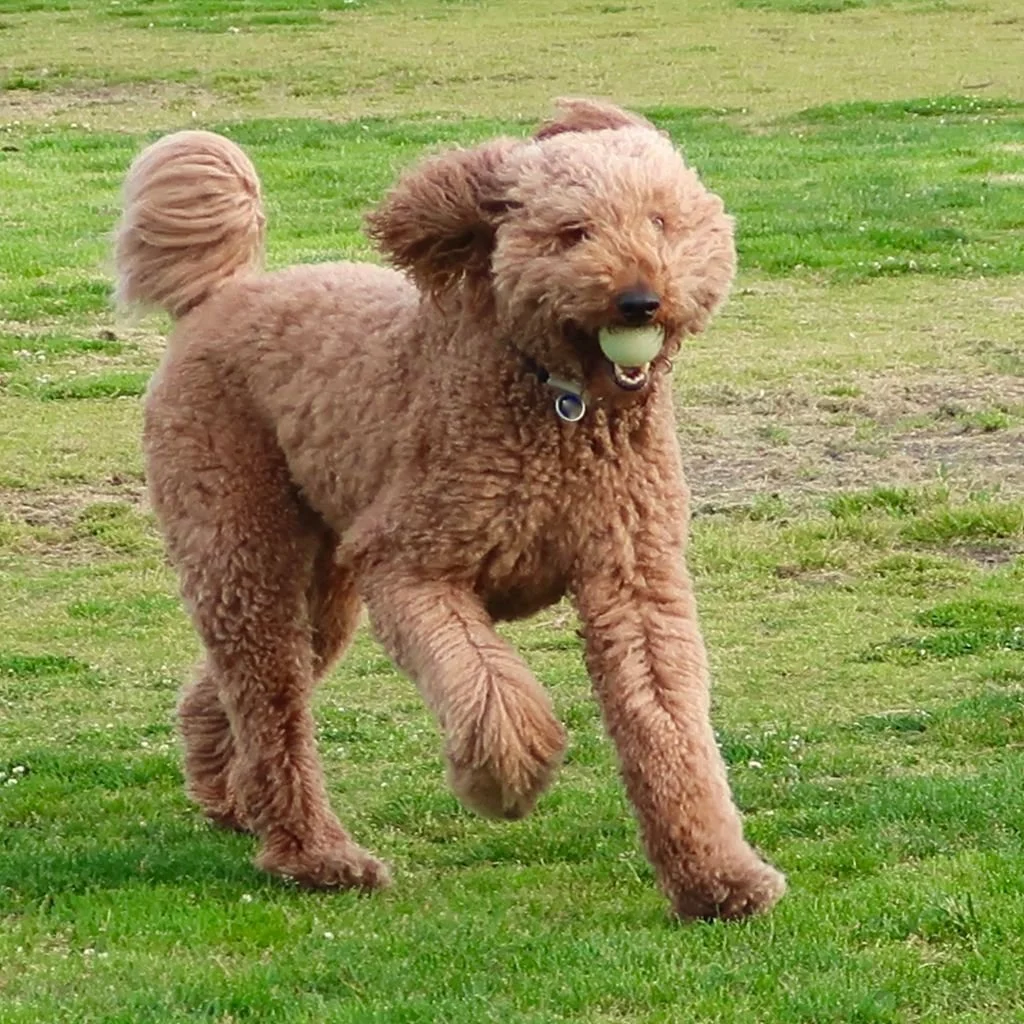 getty brown poodle running green ball.jpg
