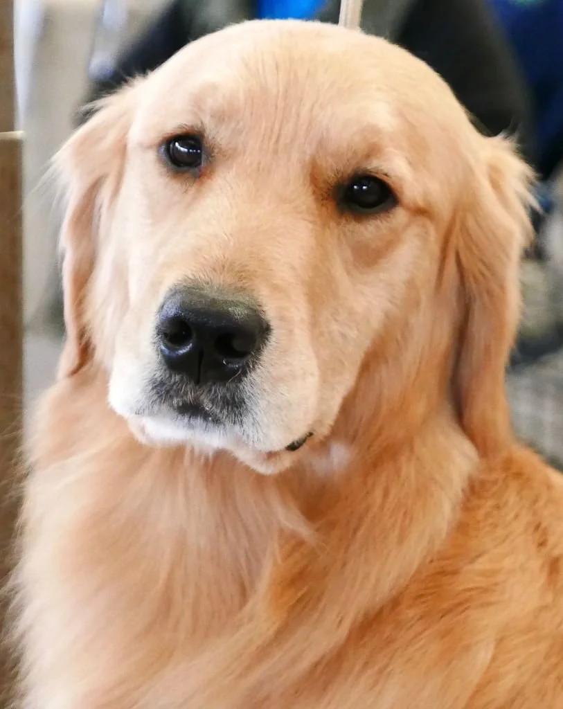 getty golden perfect bright eye headshot.jpg