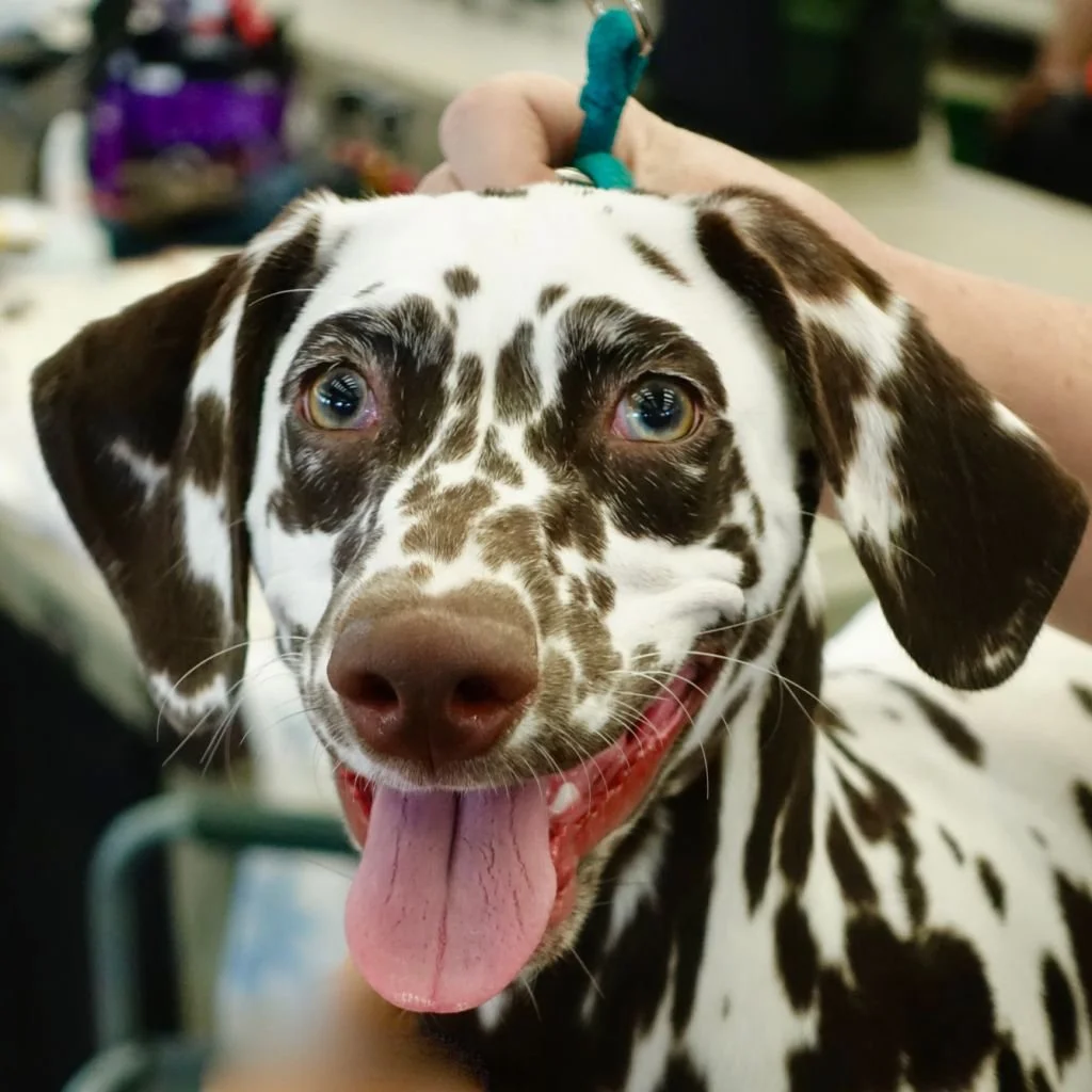 getty dalmation liver face.jpg