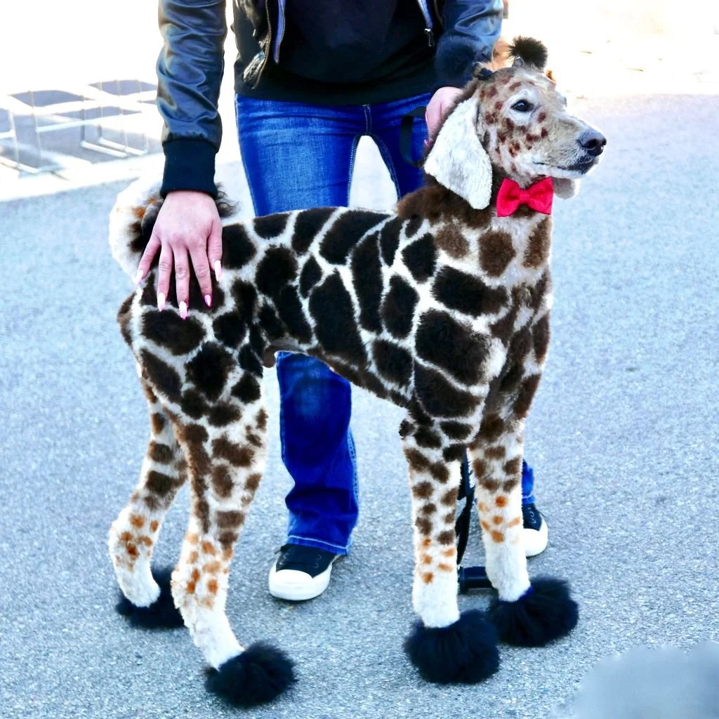 getty giraffe poodle.jpg