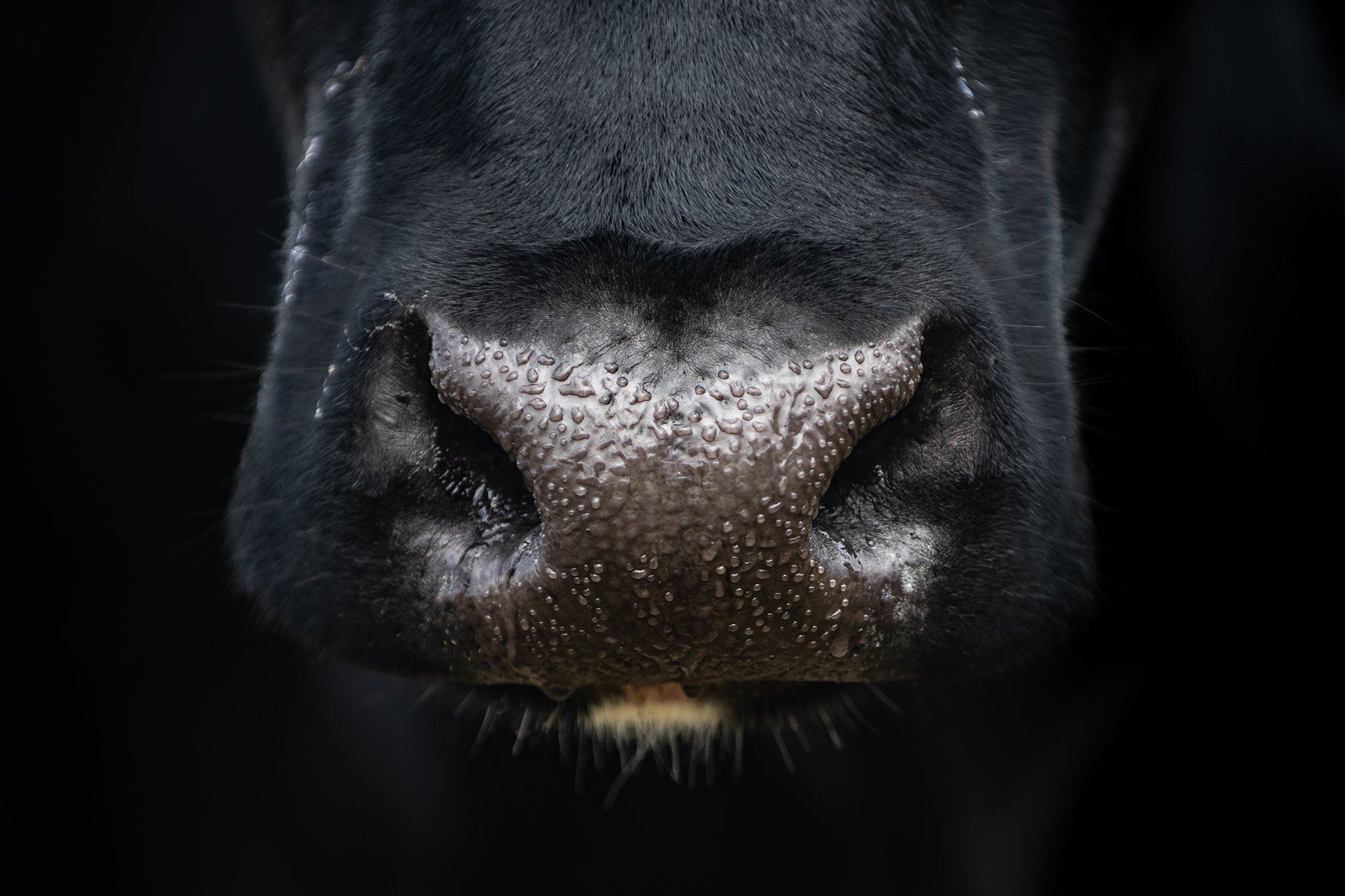 Cow_0105-Edit copylr.jpg